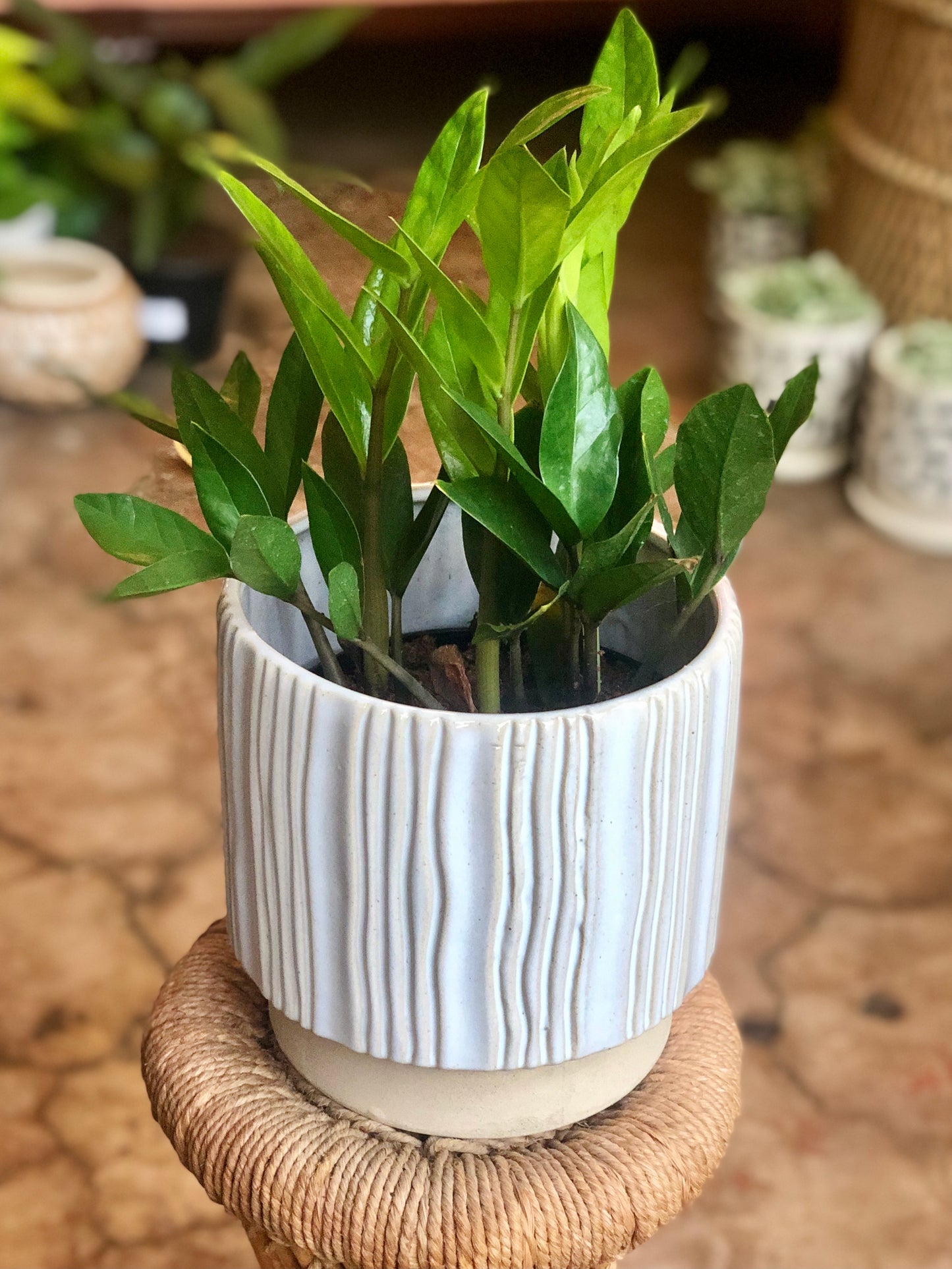 Ramos Vertical Cachepot