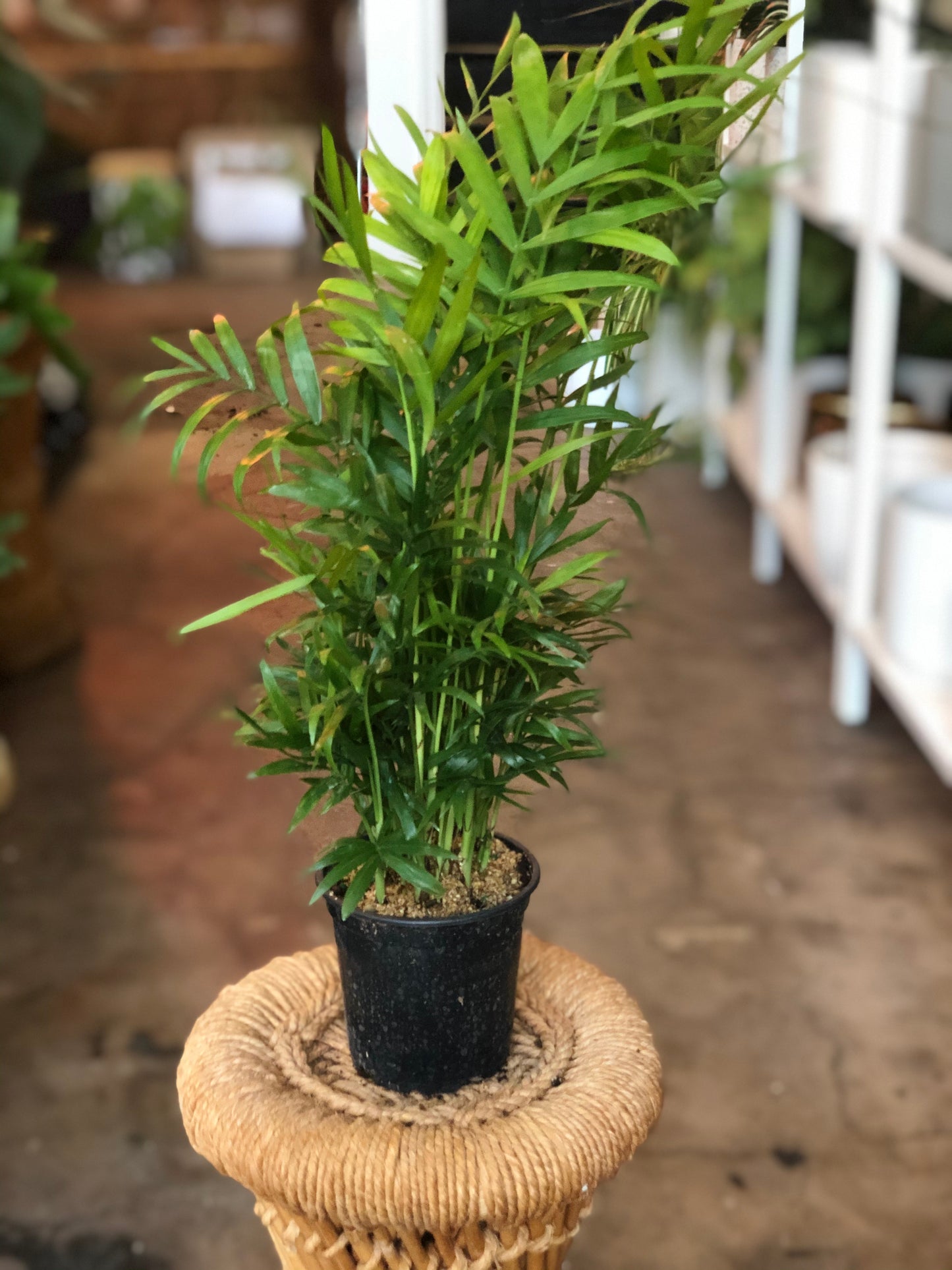 Parlor Palm (Neanthe Bella) 3"-6”