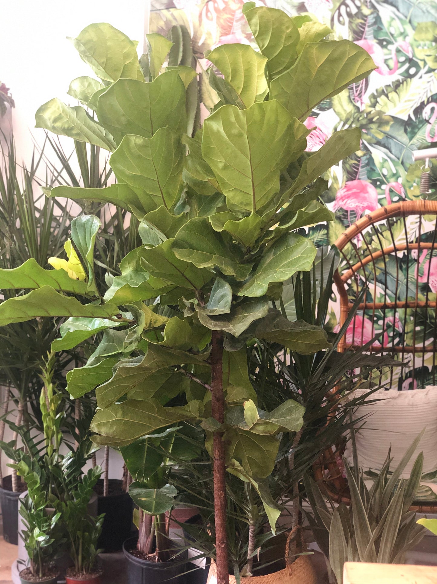 Ficus Lyrata ST 10"-17"