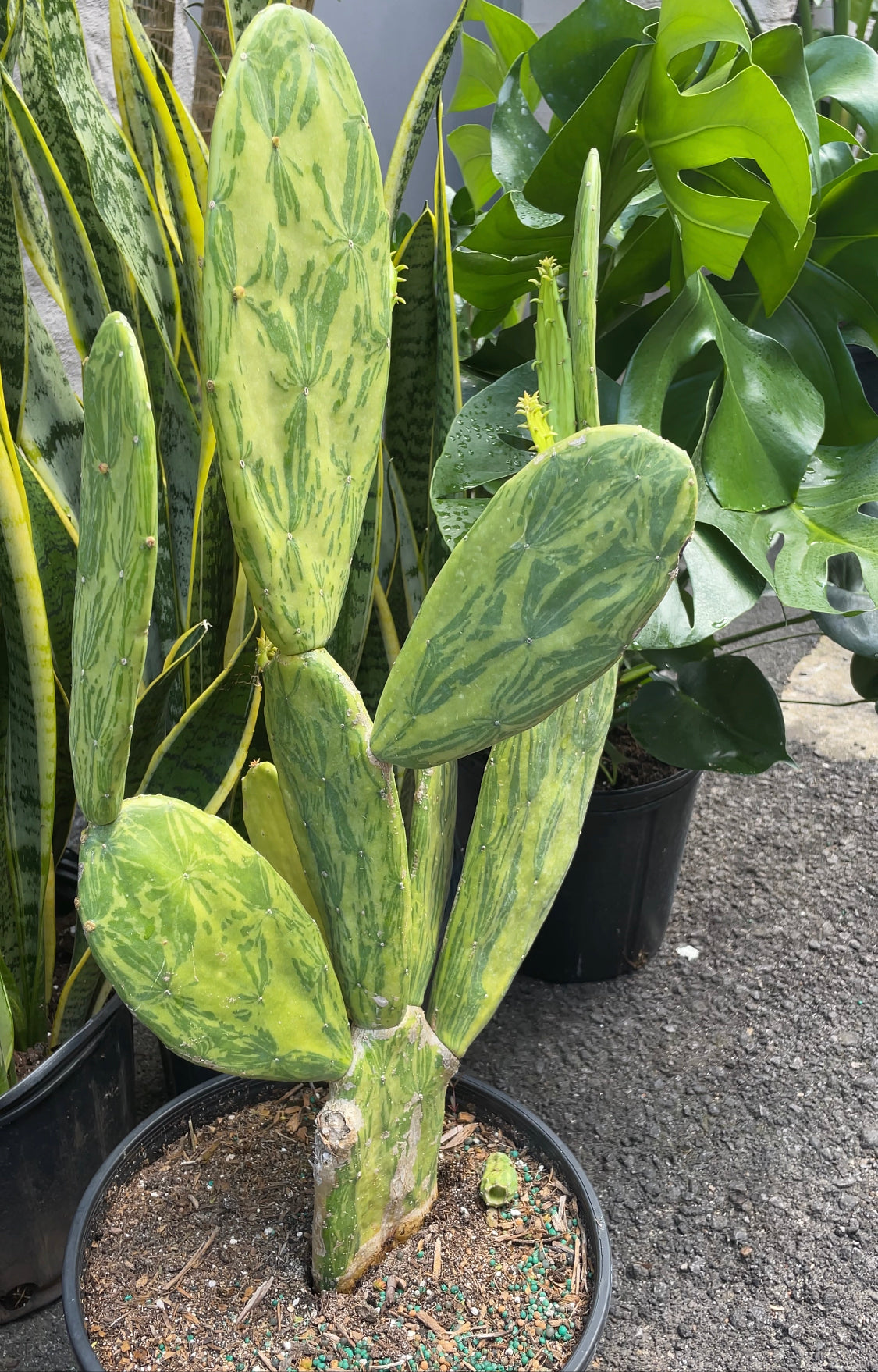 Opuntia variegata (Prickly Pear Cactus) 10"