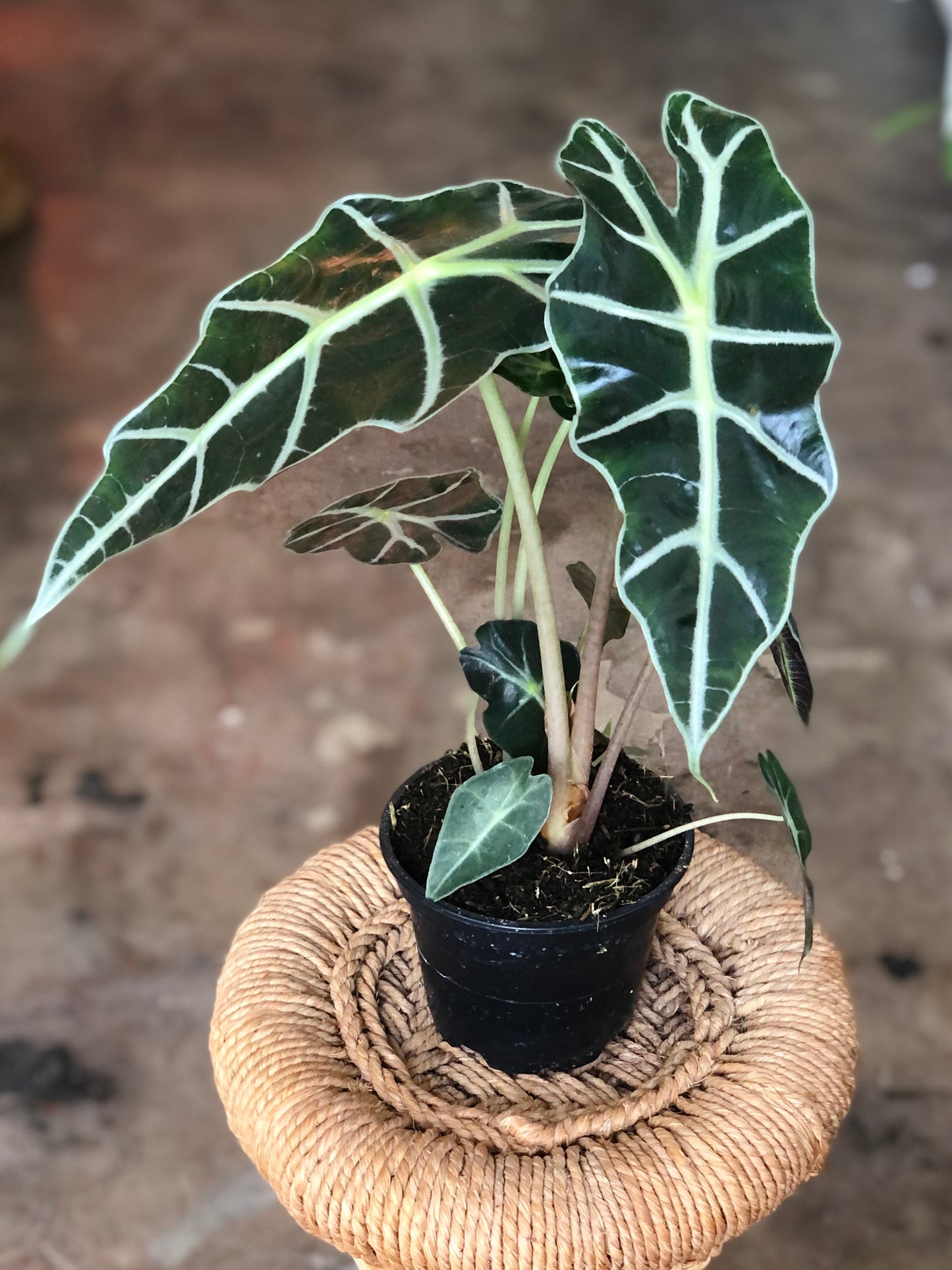 Alocasia Polly 4”-6"