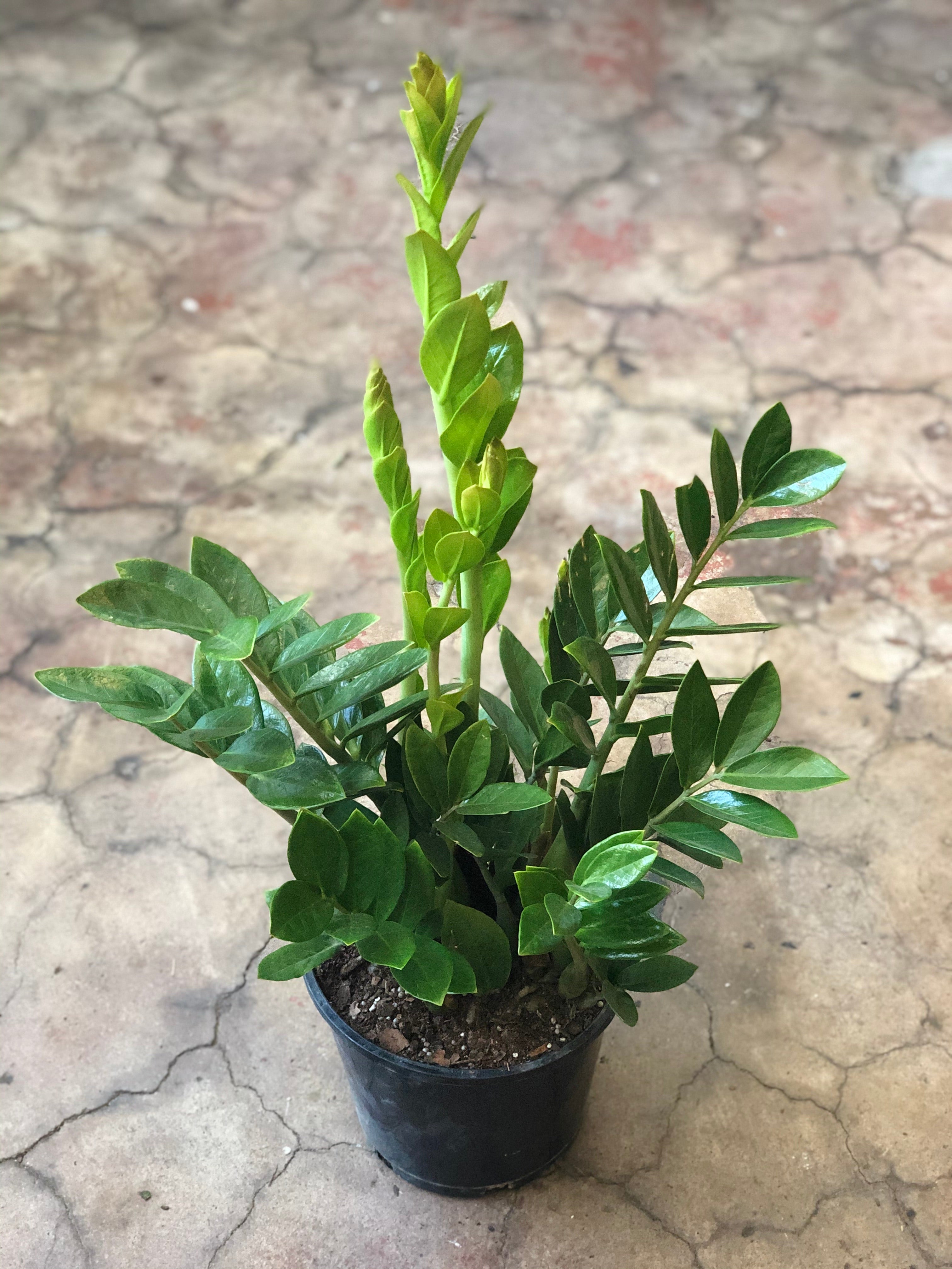 largest zz plant ZZ Plant 4"-6" – Botanica