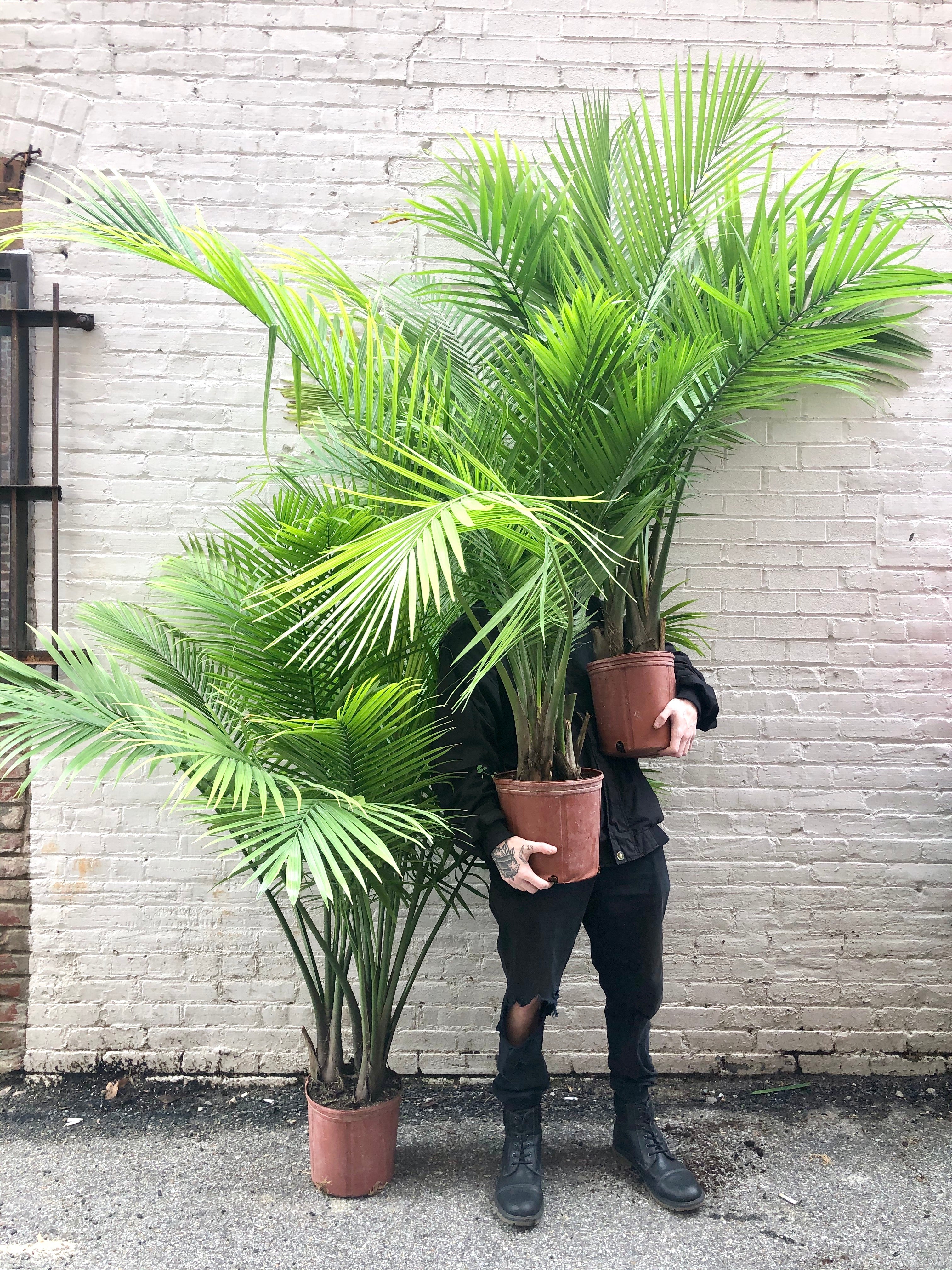 palm plant in pot Majesty Palm 10-14" – Botanica