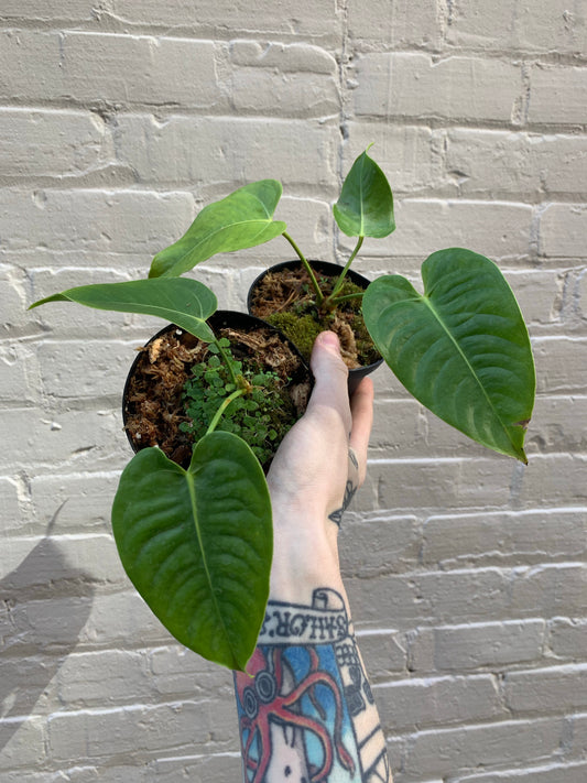 Anthurium veitchii 6"