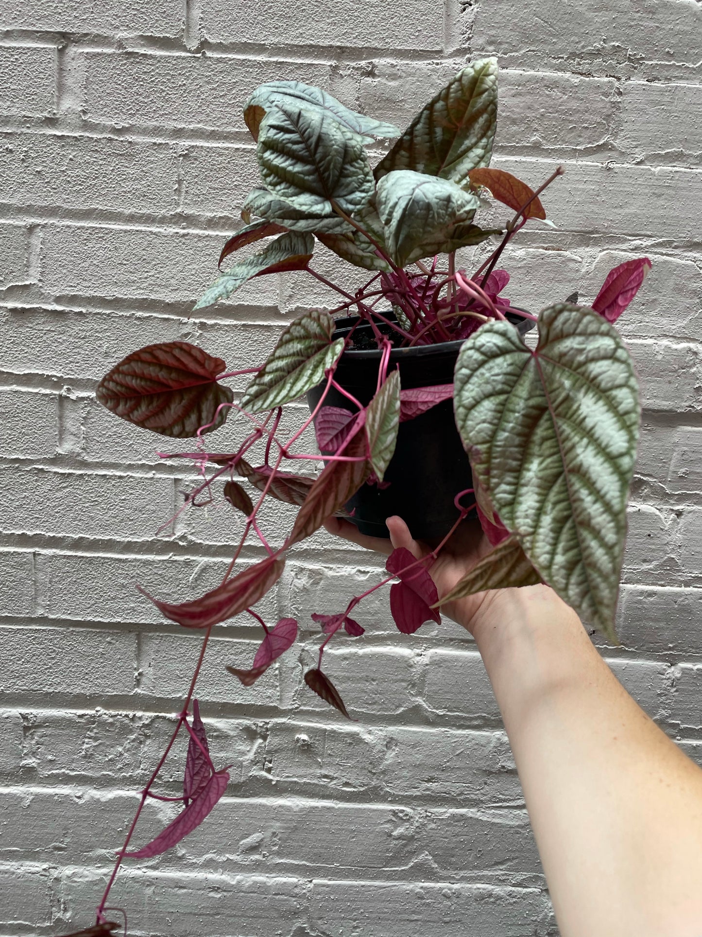 Cissus Discolor Rex