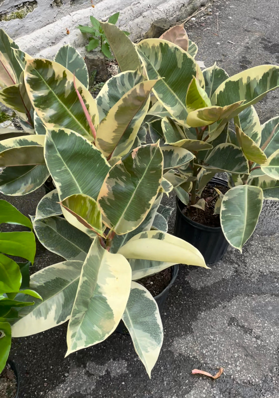 Ficus Elastica 'Tineke' 8"-10"