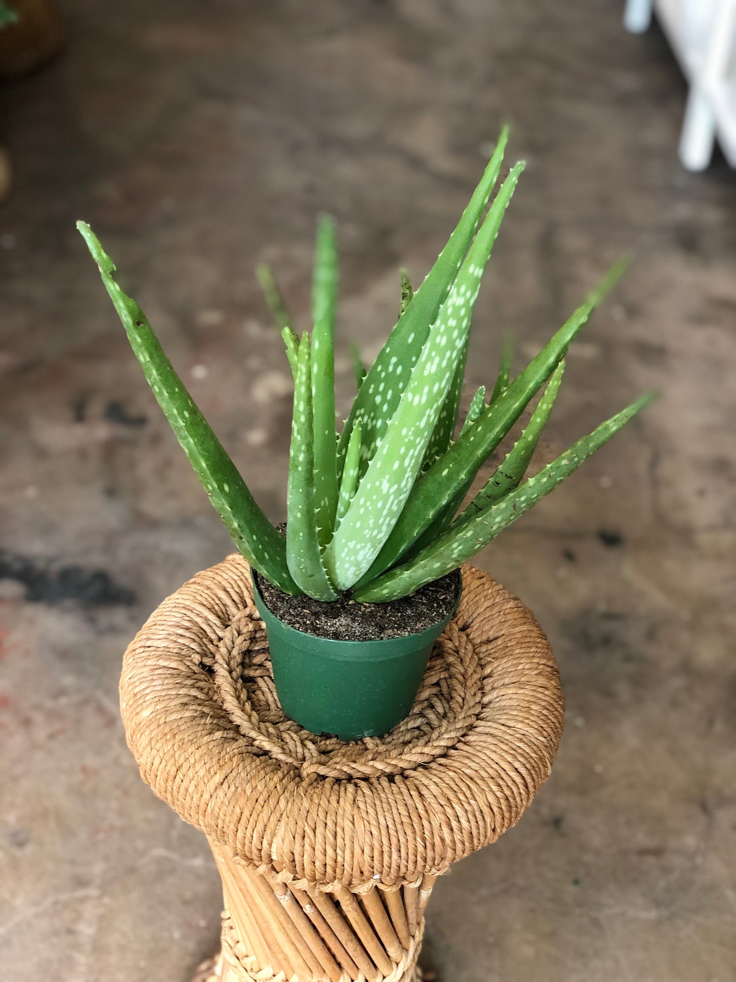 Aloe Vera 4 - 6"