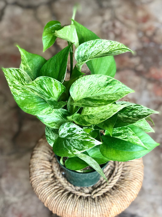 Marble Queen Pothos 4" & 6"