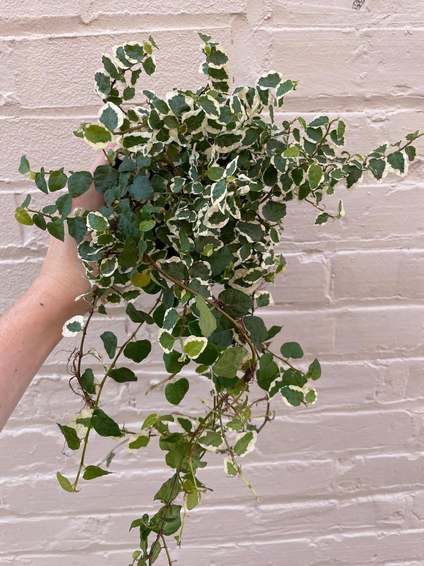 Ficus repens (Green & Variegated) 4"