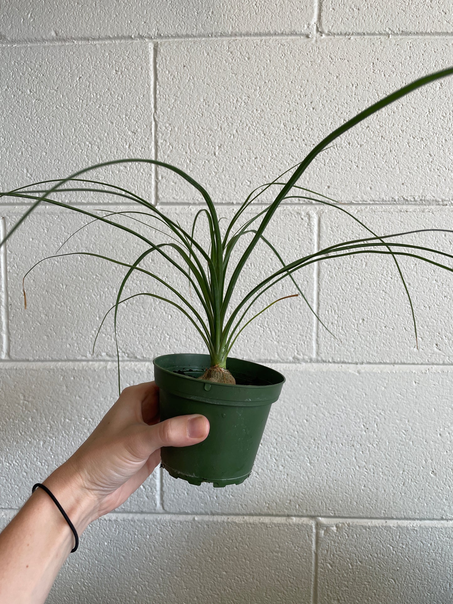 Ponytail Palm 4-6"