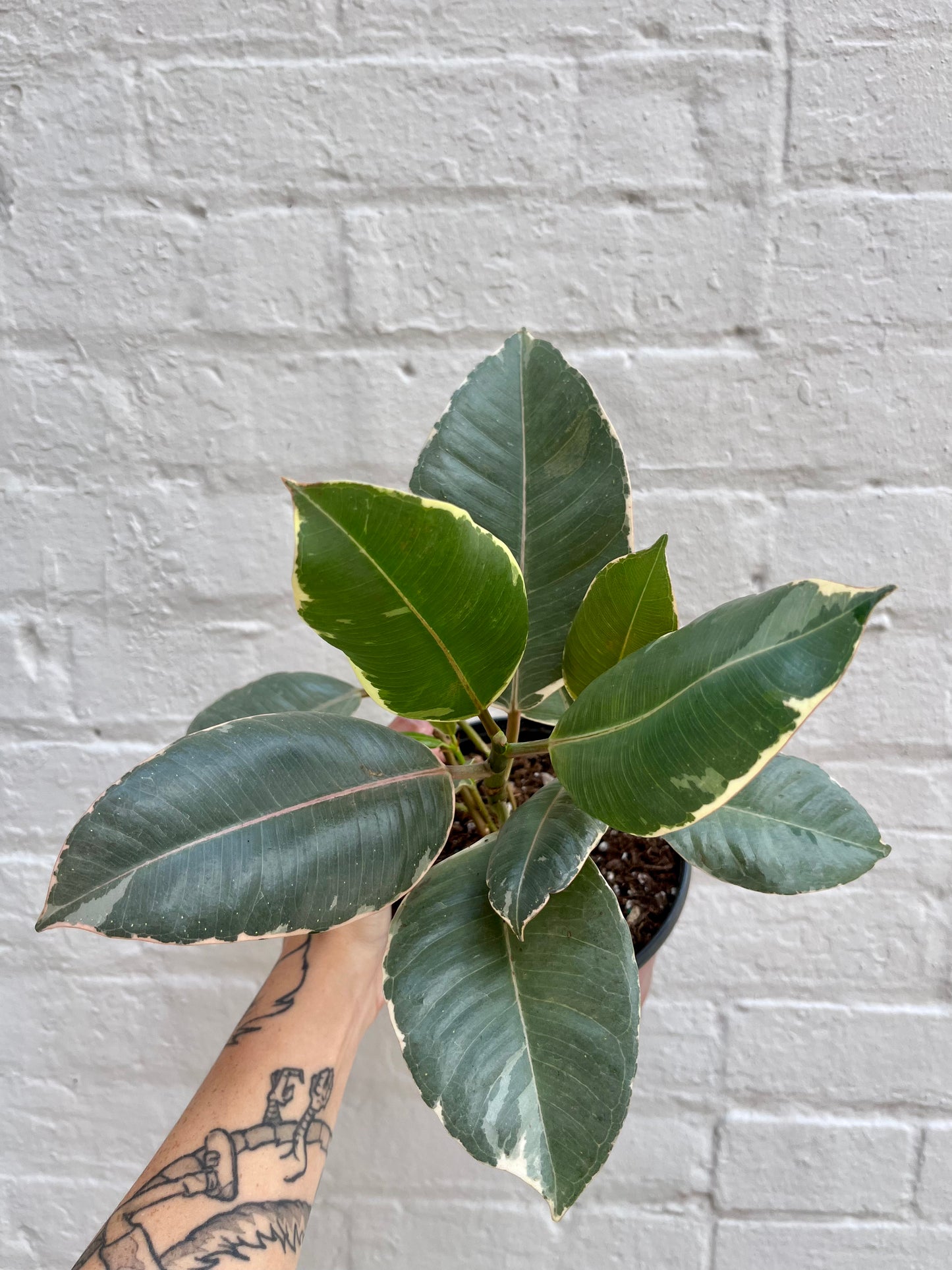 Ficus elastica 'Tineke' 6"