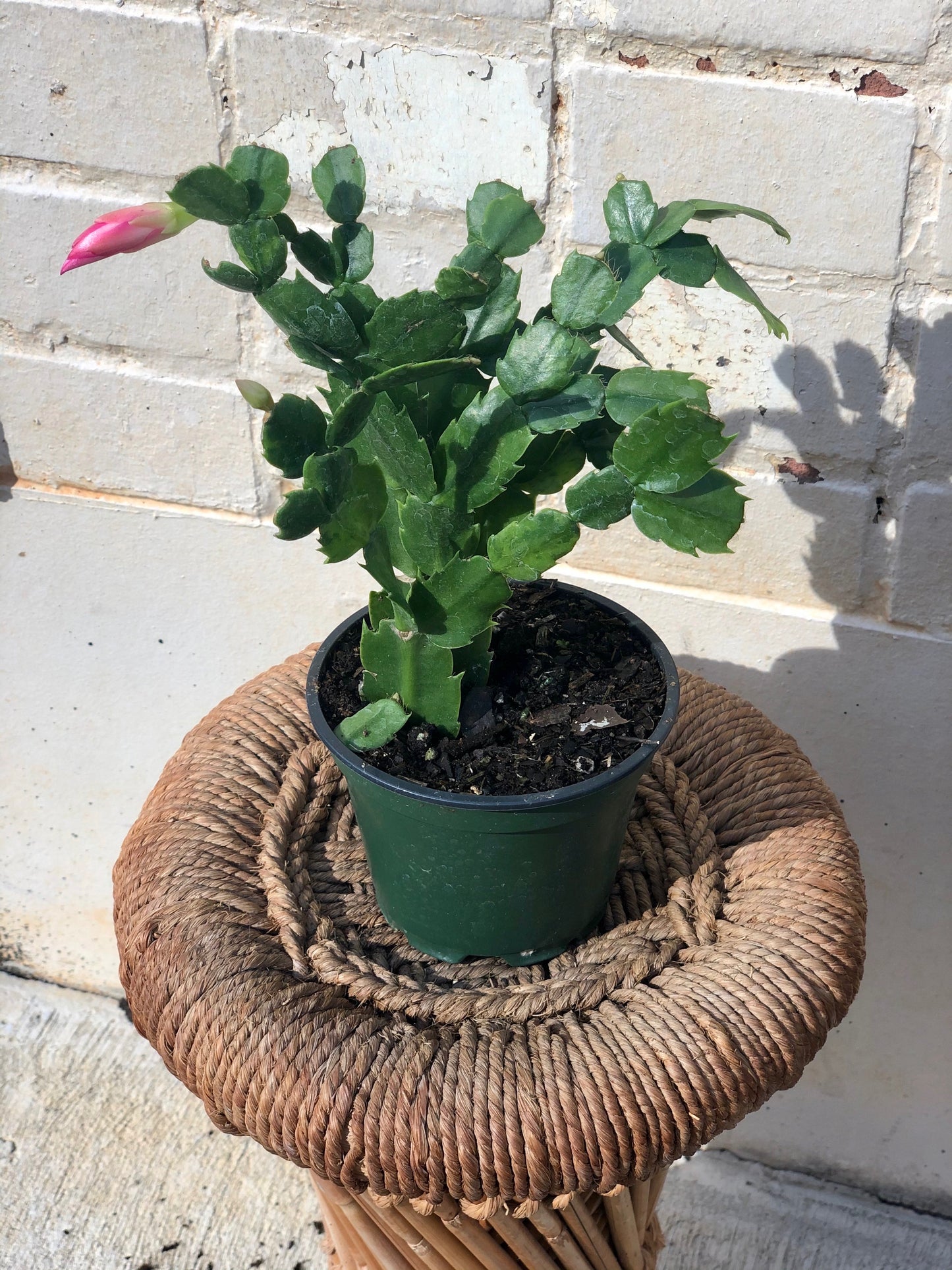 Holiday Cactus (Schlumbergera sp.) 4”