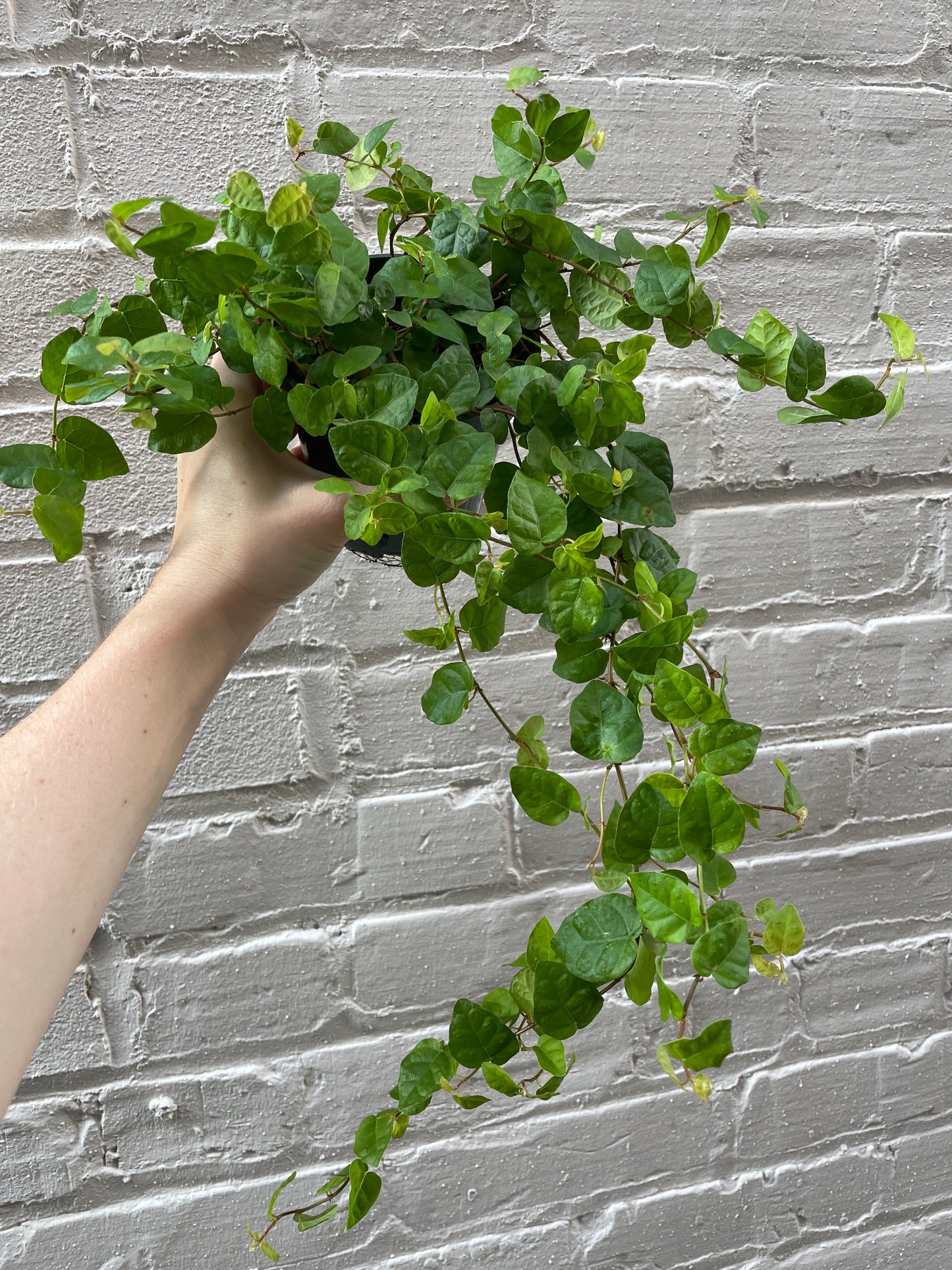 Ficus repens (Green & Variegated) 4"