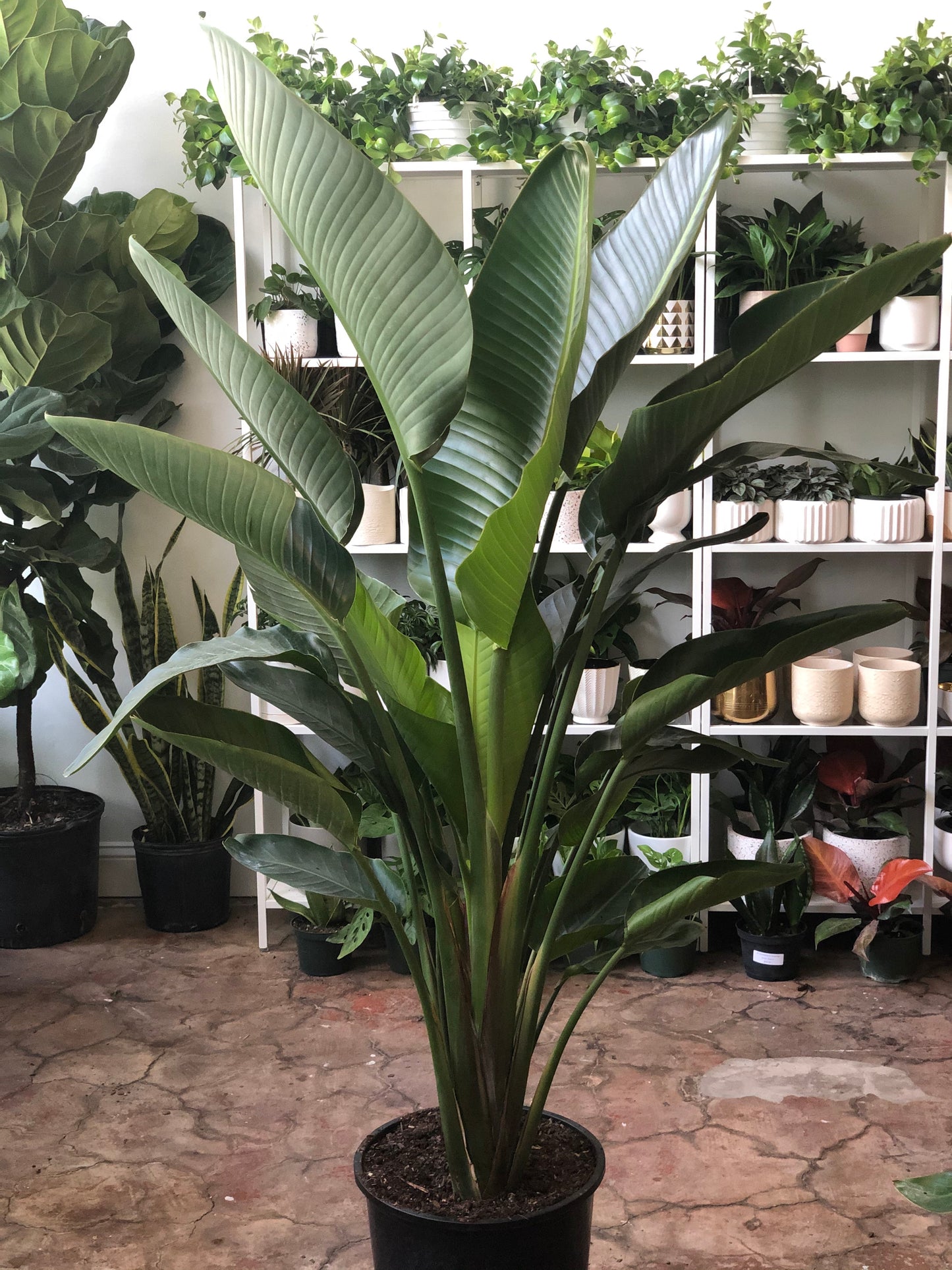 White Bird of Paradise 10"-14"