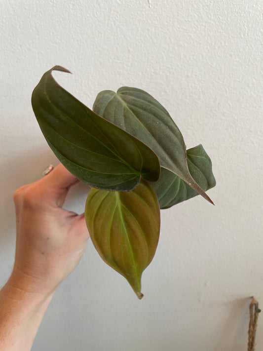 Philodendron 'Micans' 2-6”