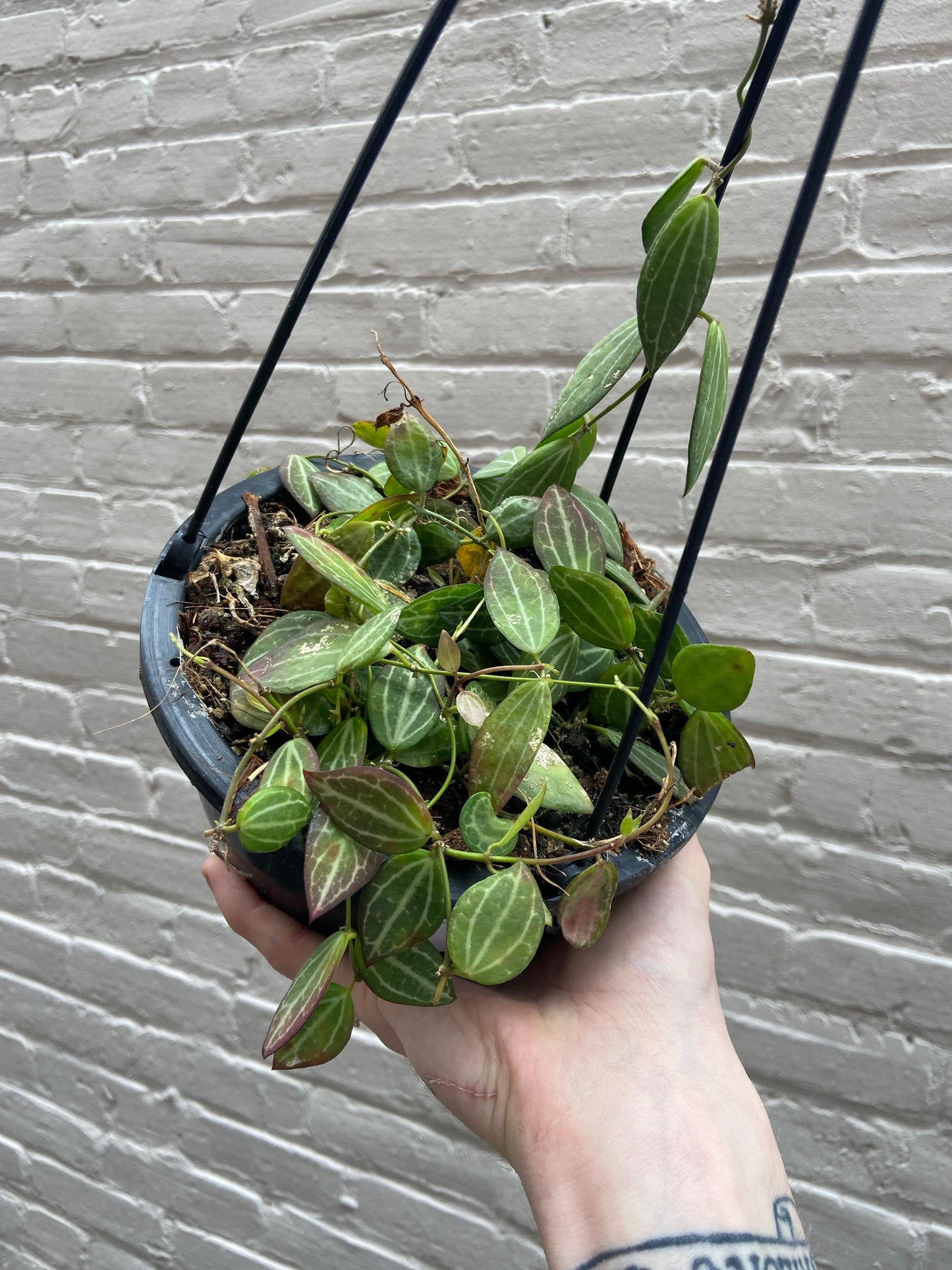 Dischidia ovata (Watermelon Dischidia) Hanging Basket