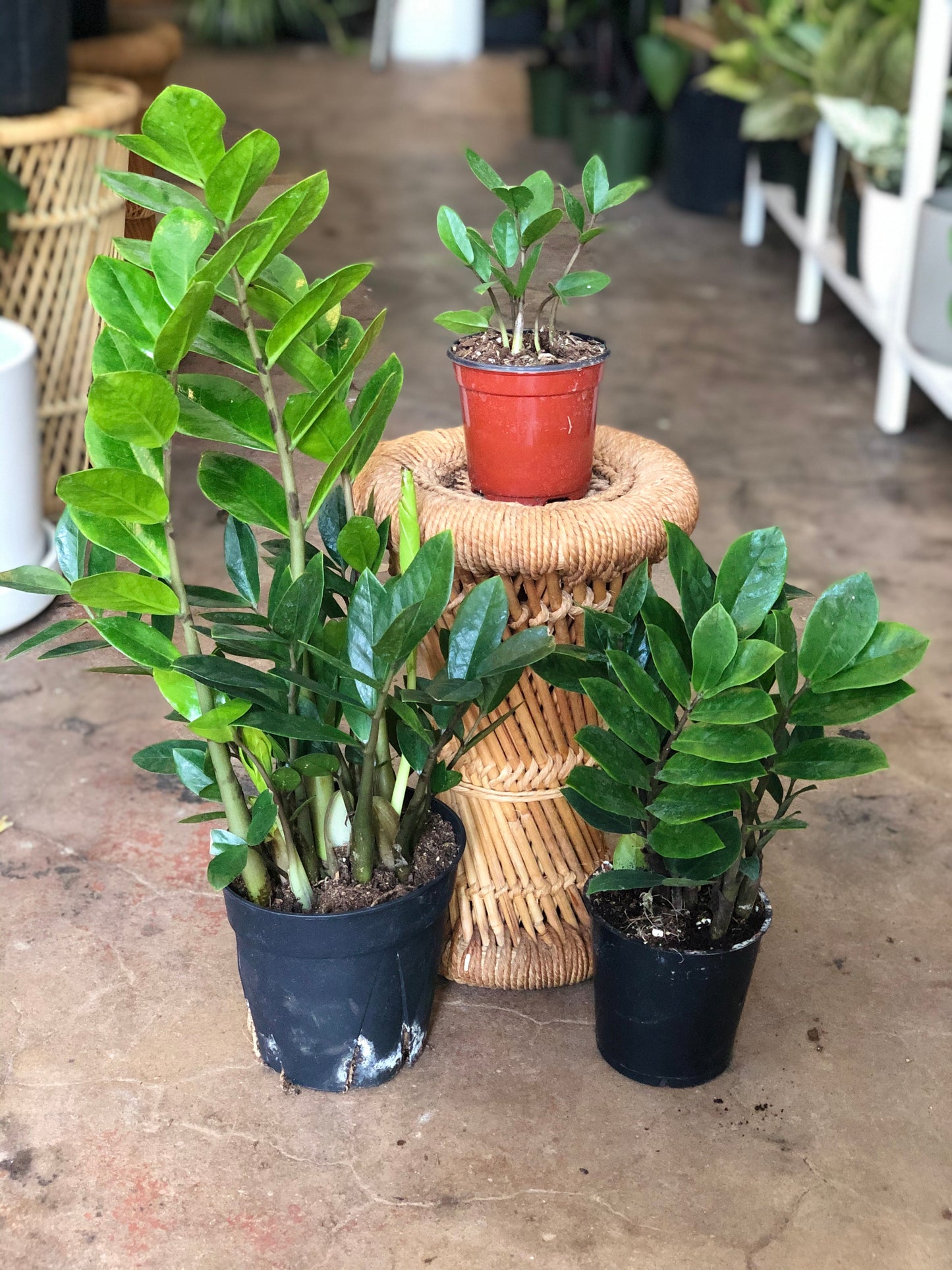 ZZ Plant 4"-6"