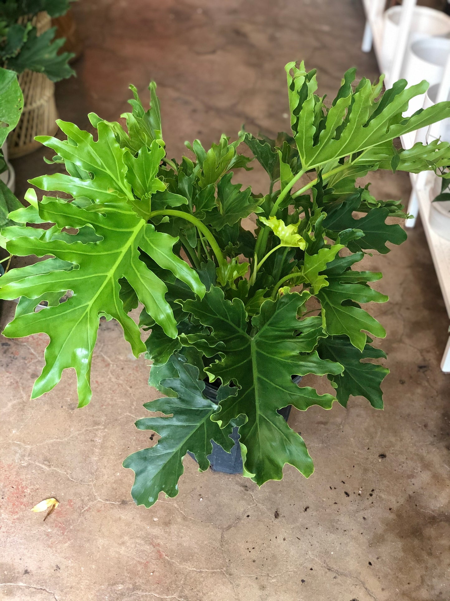 Thaumatophyllum bipinnatifidum (Philodendron 'Selloum'/Lickety Split) 8-14"