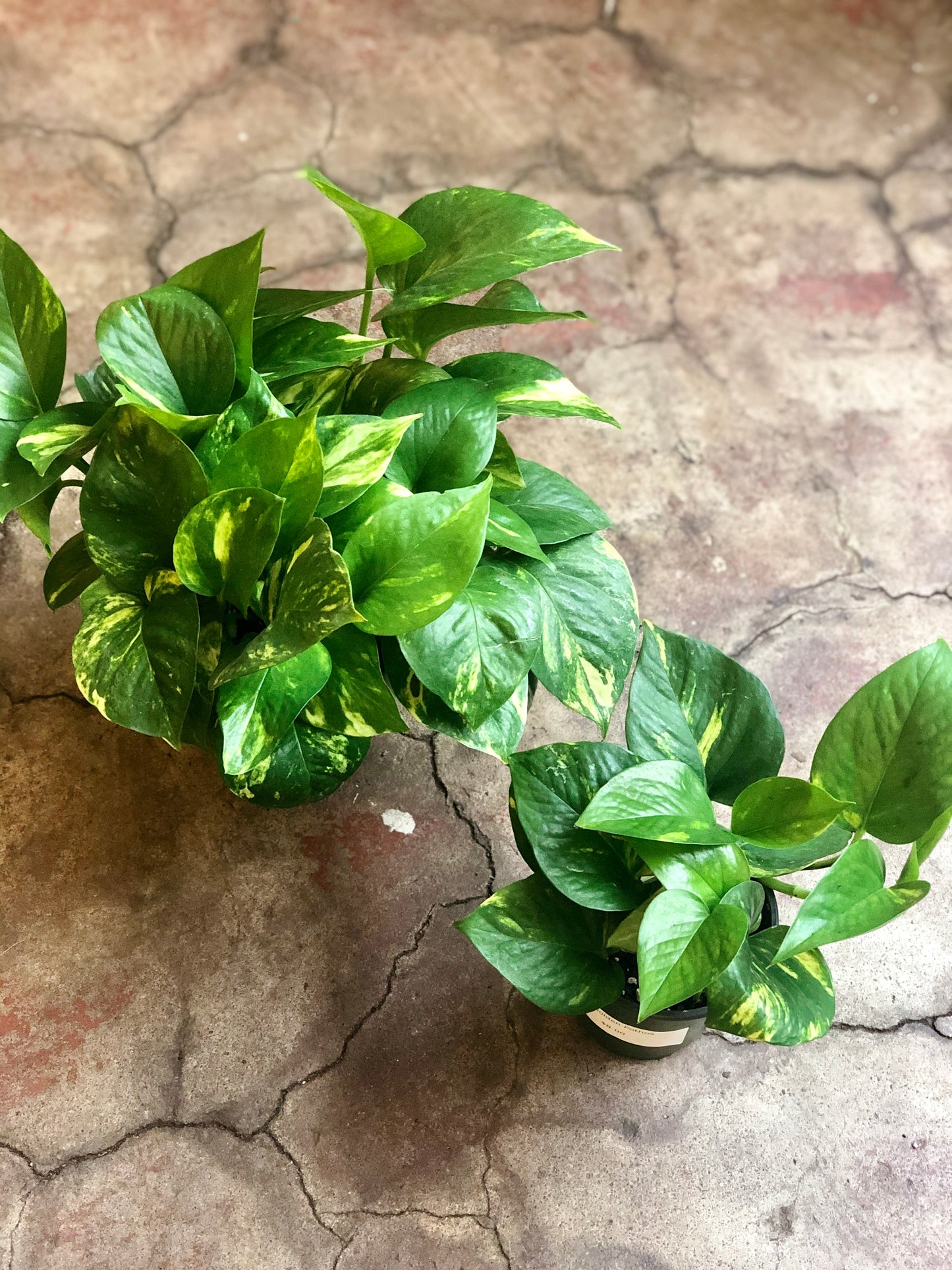 Golden Pothos 3-6"