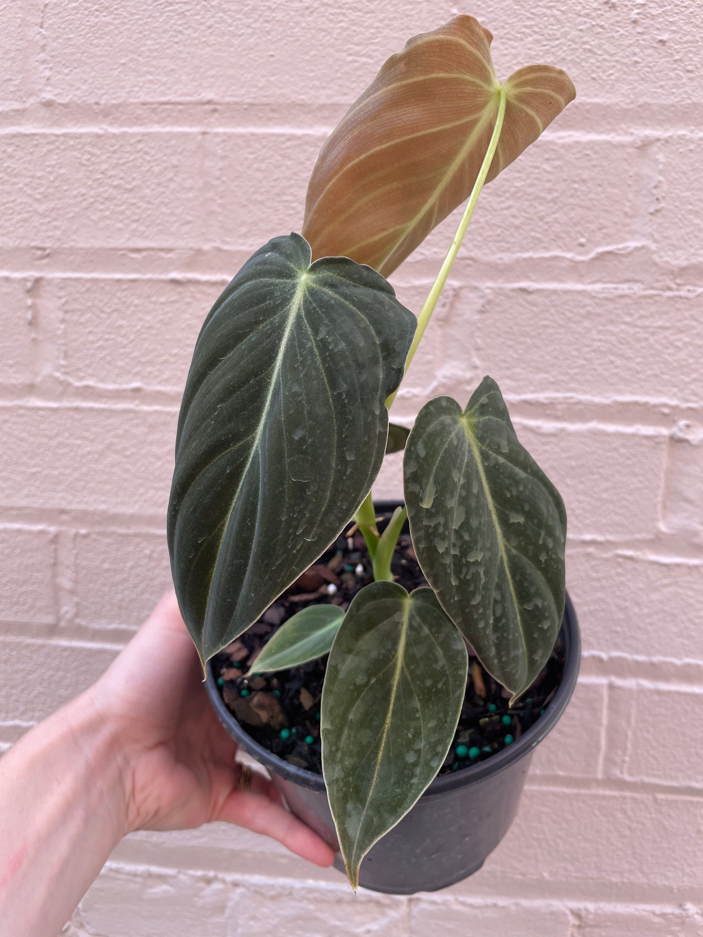 Philodendron Melanochrysum