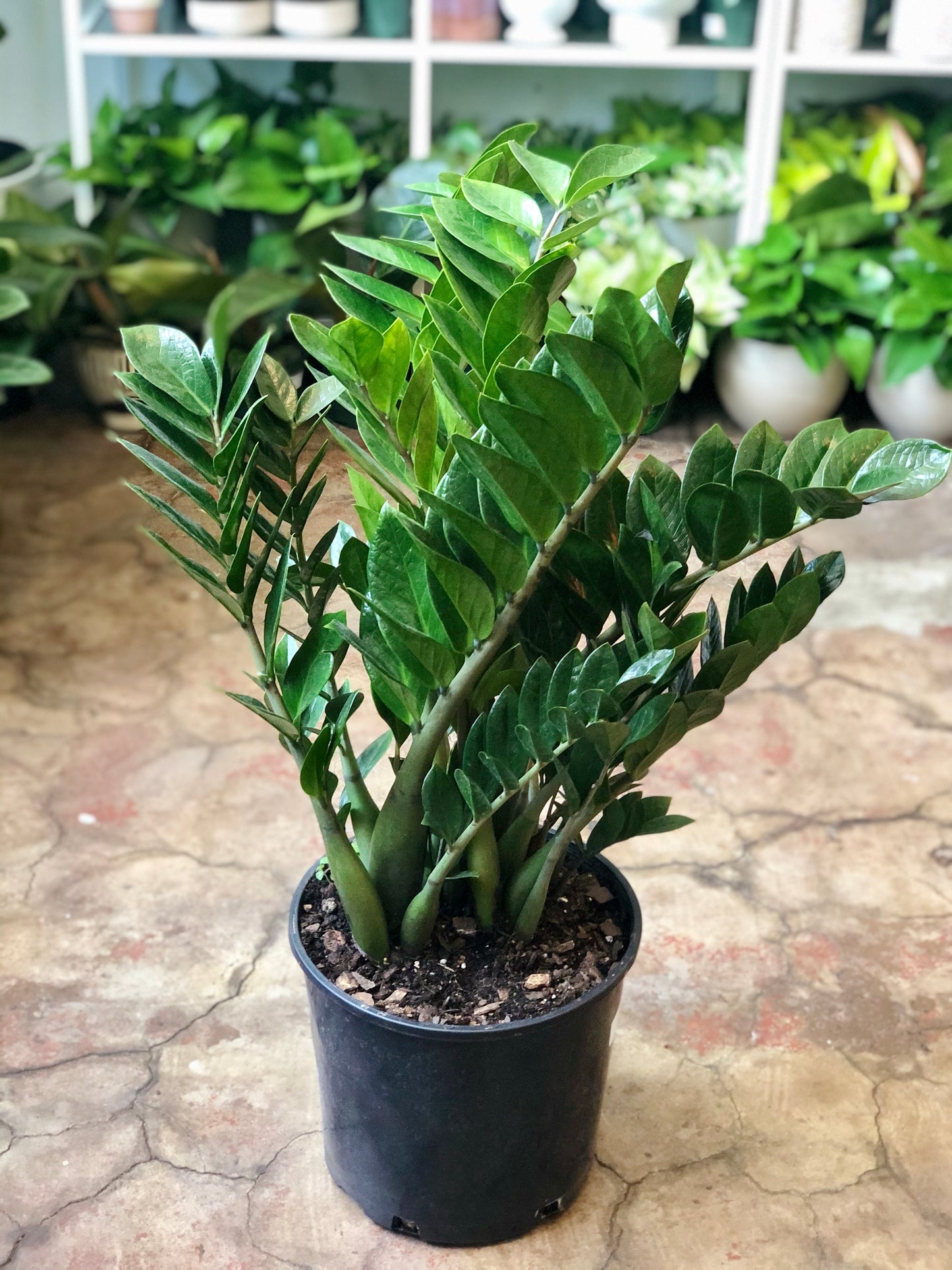 ZZ Plant 8 - 14”