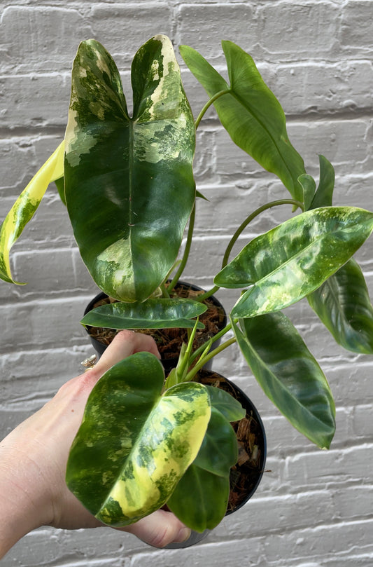 Philodendron Burle Marx variegata