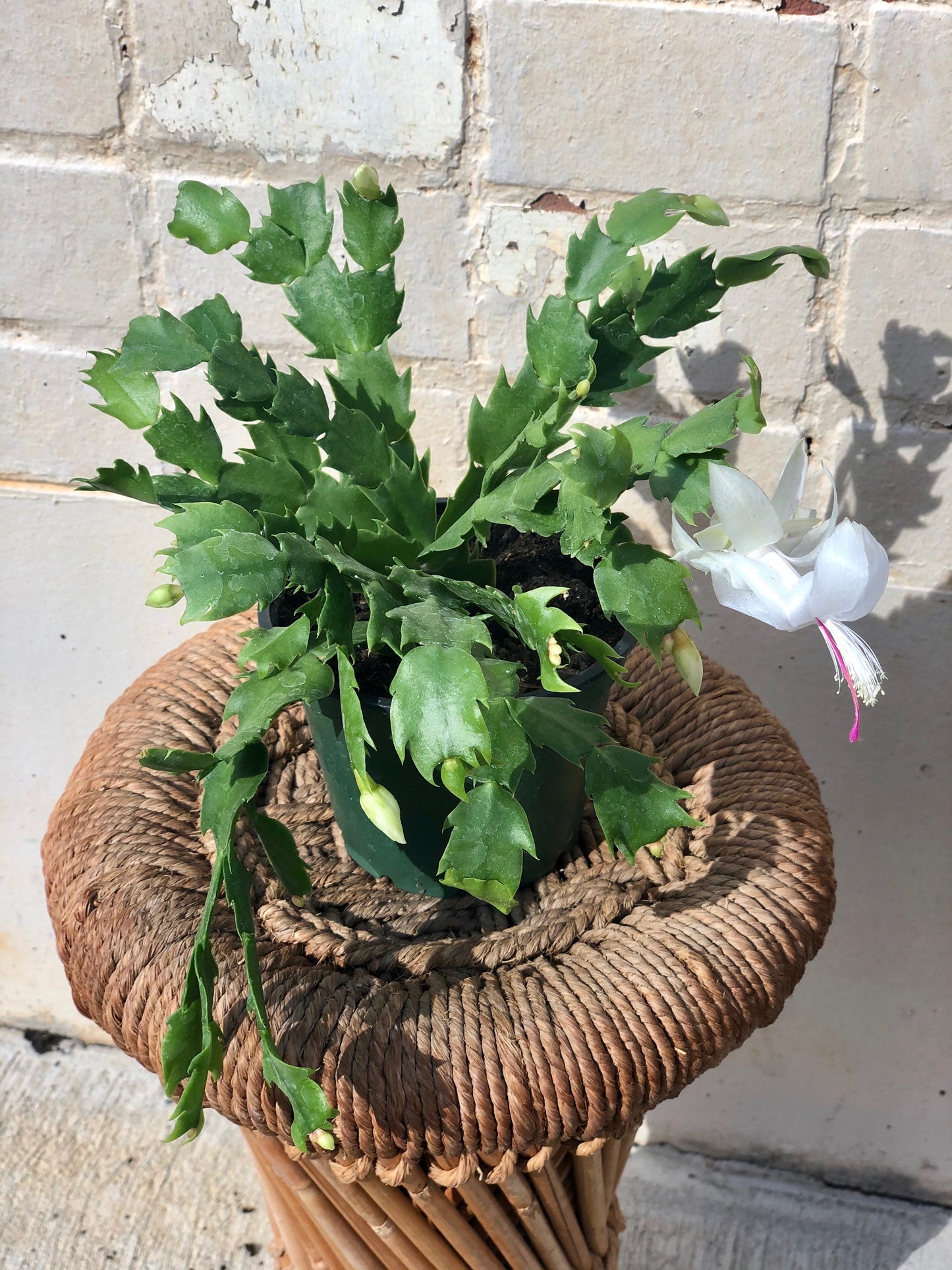 Holiday Cactus (Schlumbergera sp.) 4”