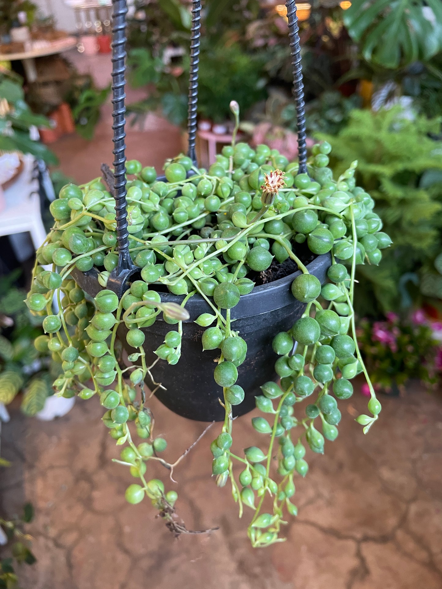Curio rowleyanus (String of Pearls) 4-6"