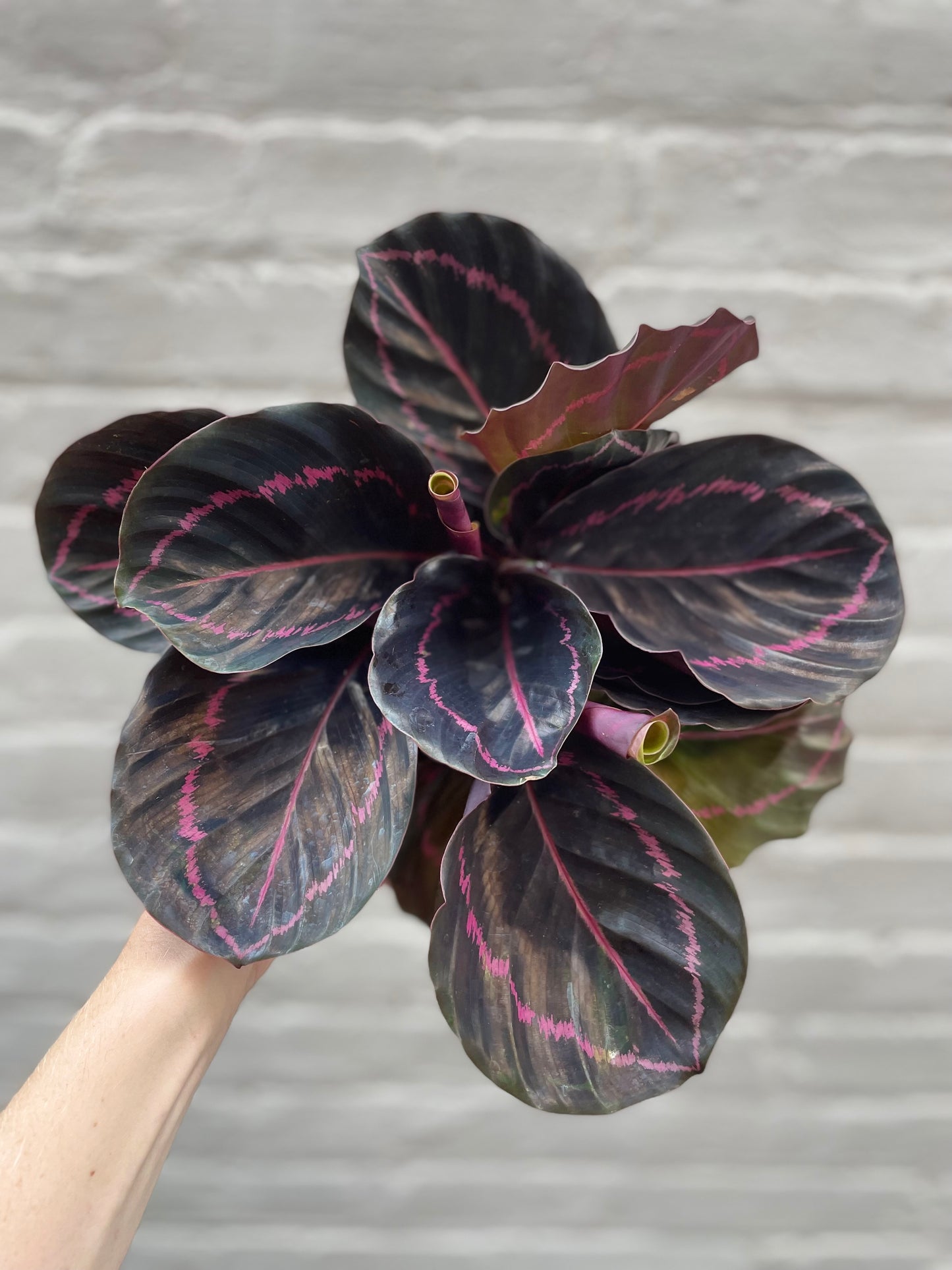 Calathea roseopicta 'Dottie' 4-6"