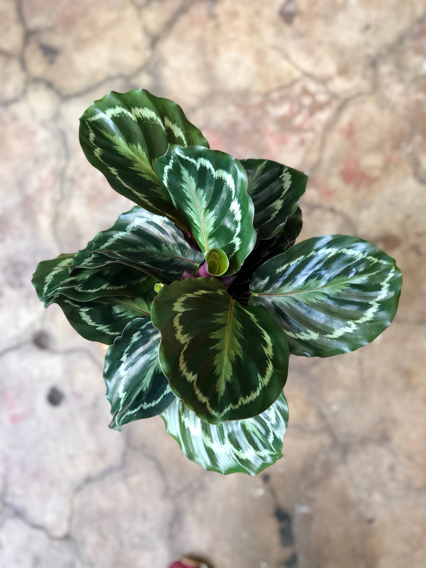 Calathea Medallion 4" & 6"