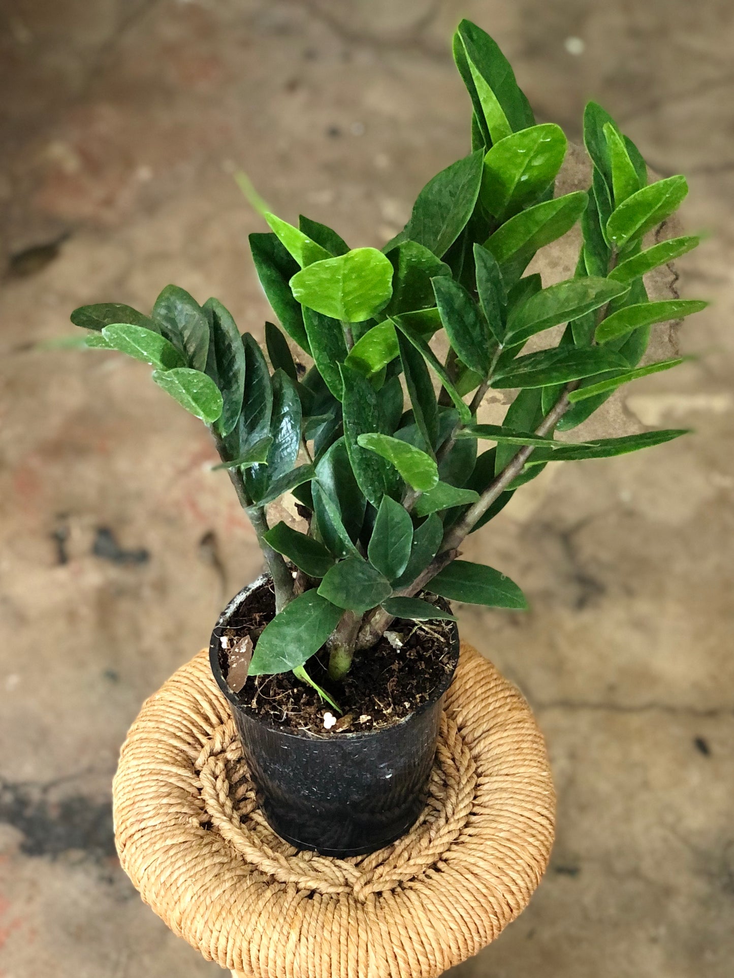 ZZ Plant 4"-6"