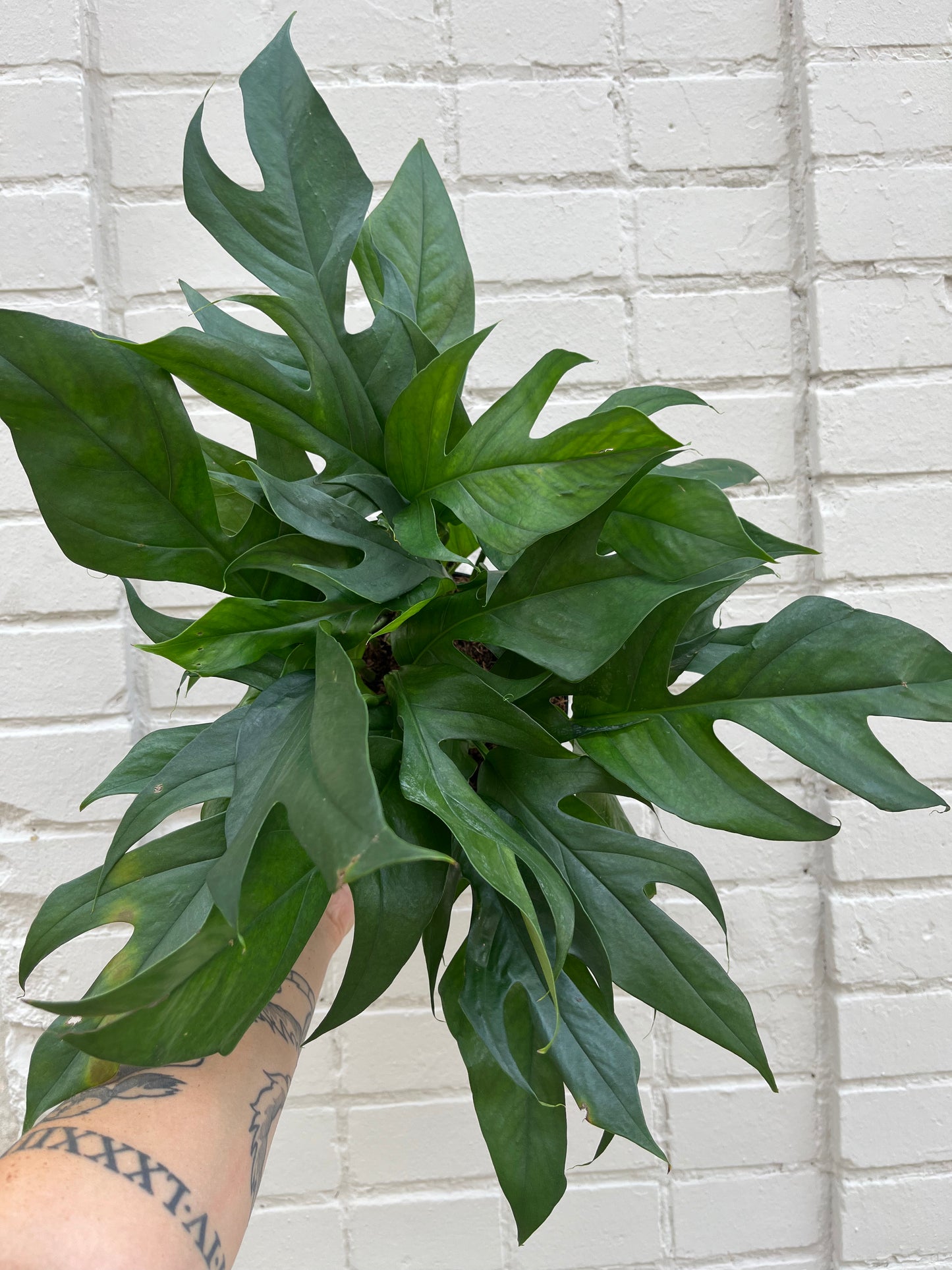 Epipremnum pinnatum 'Baltic Blue' 6"