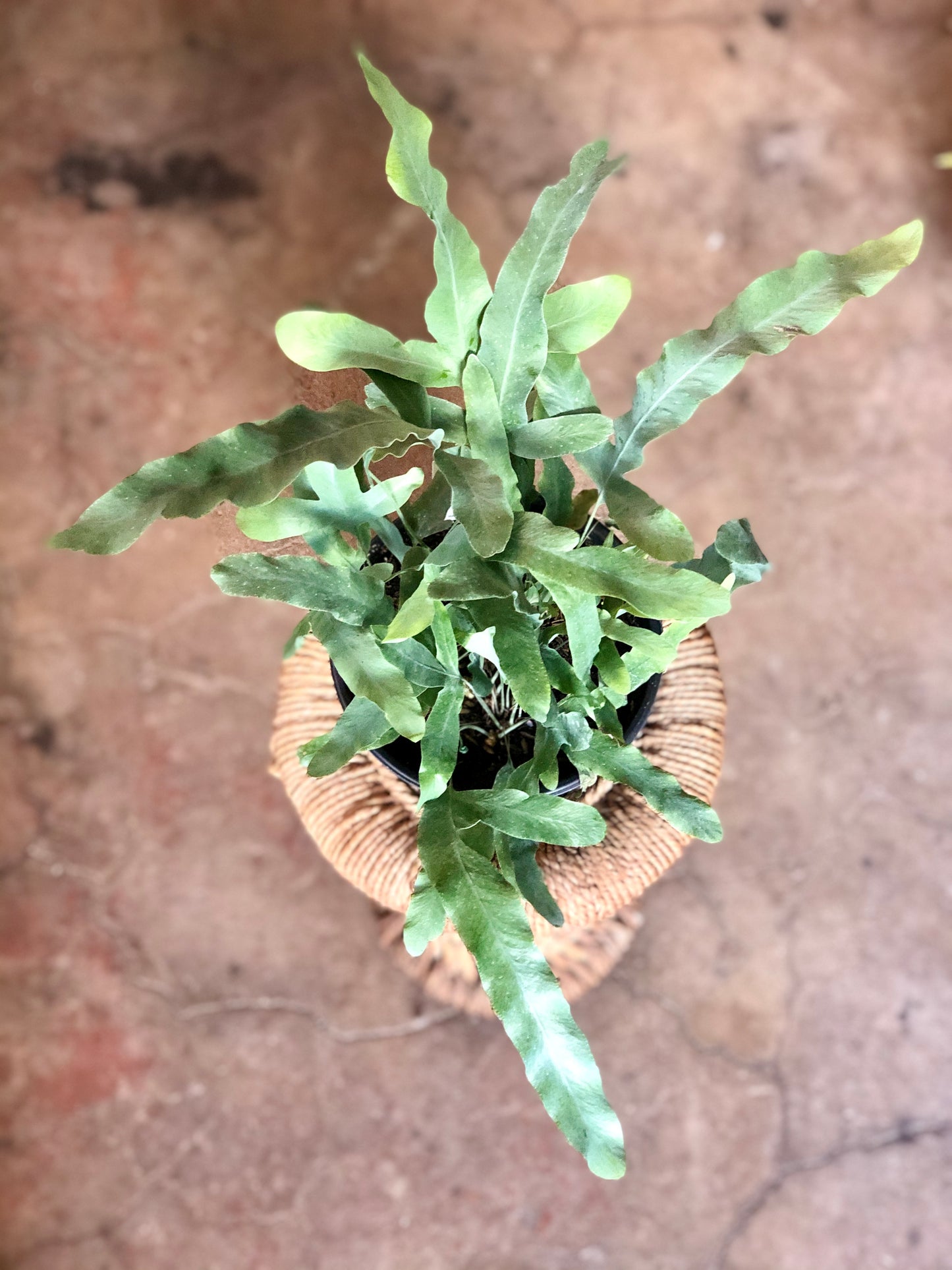 Blue Star Fern 4” & 6"