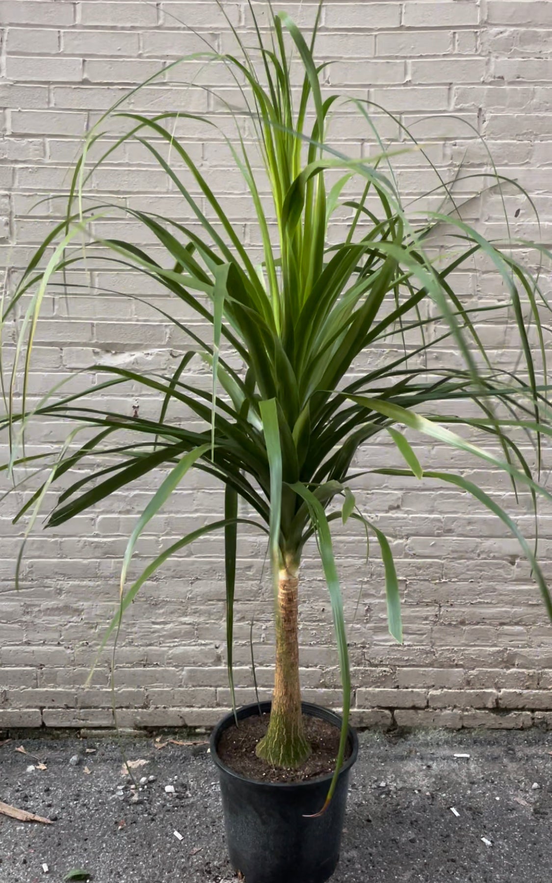 Ponytail Palm 10"-14"