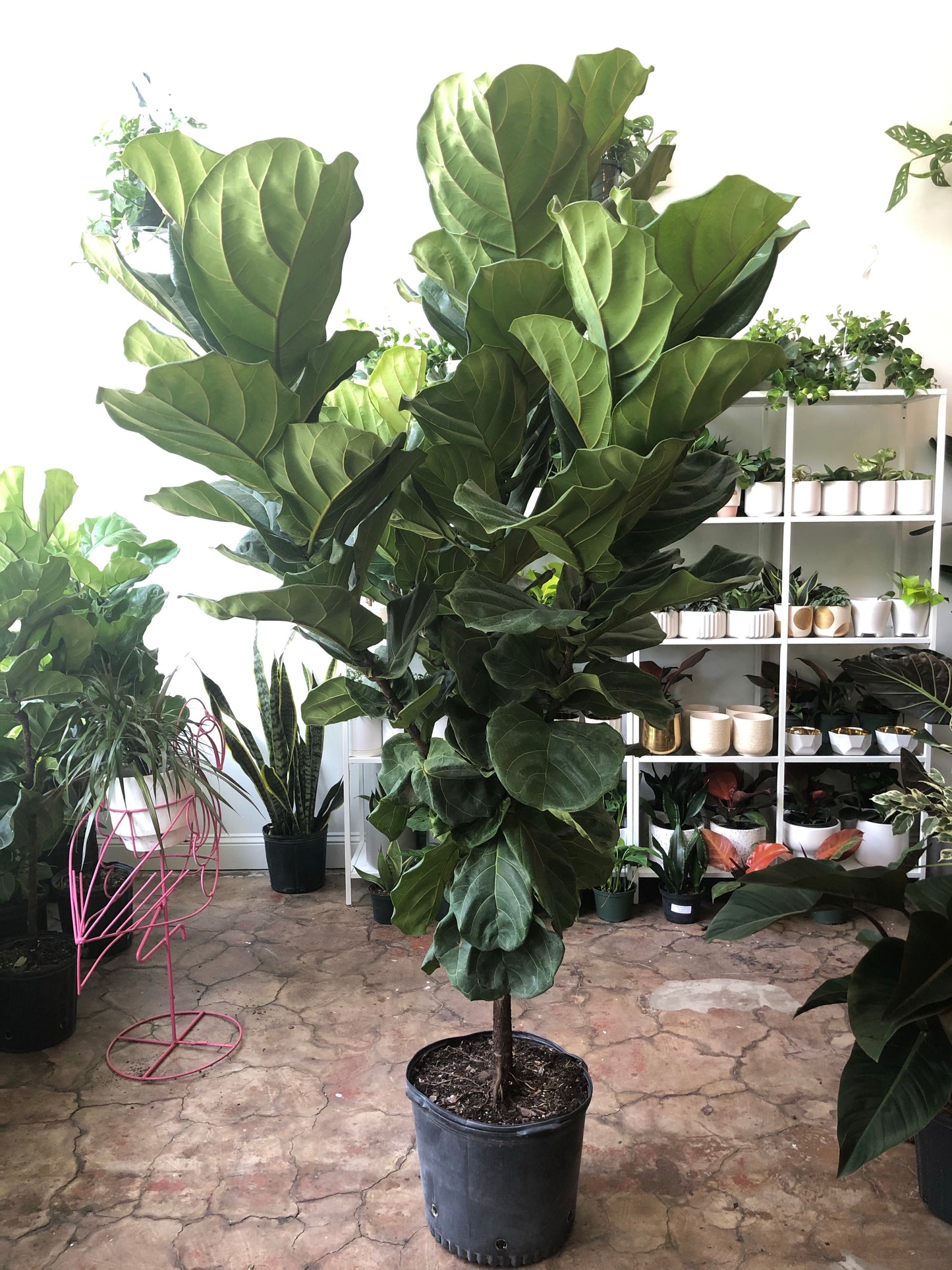 Ficus Lyrata ST 10"-17"