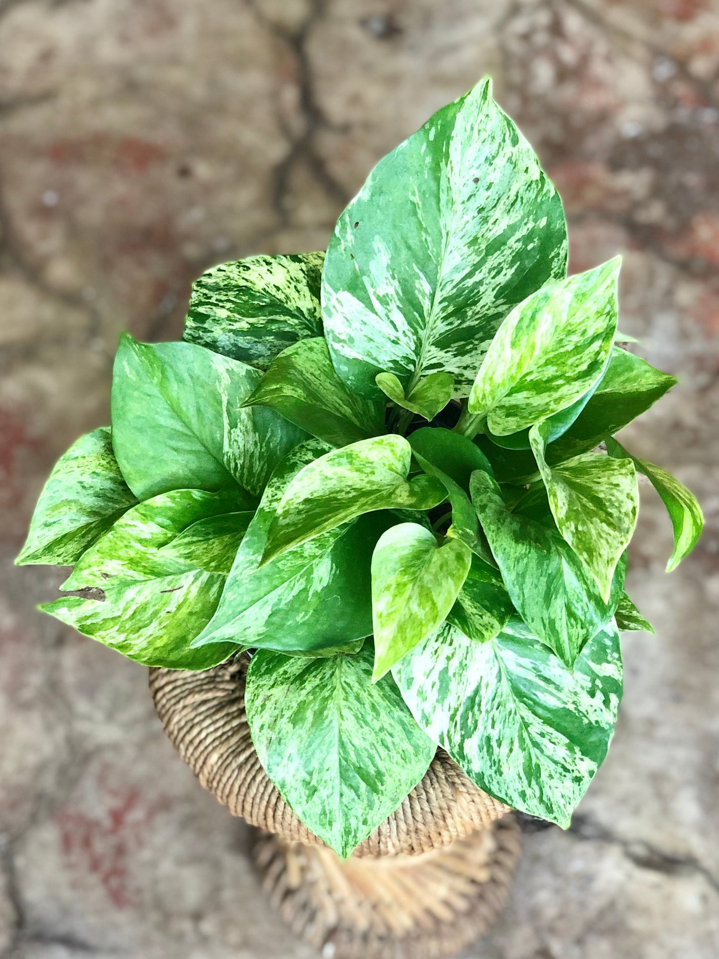 Marble Queen Pothos 4" & 6"