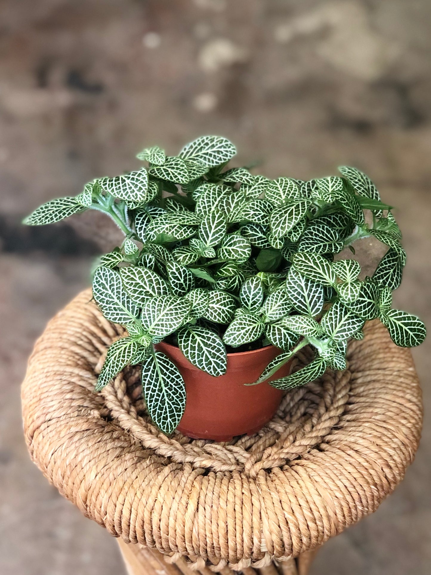 Fittonia (Nerve Plant) 4-6"