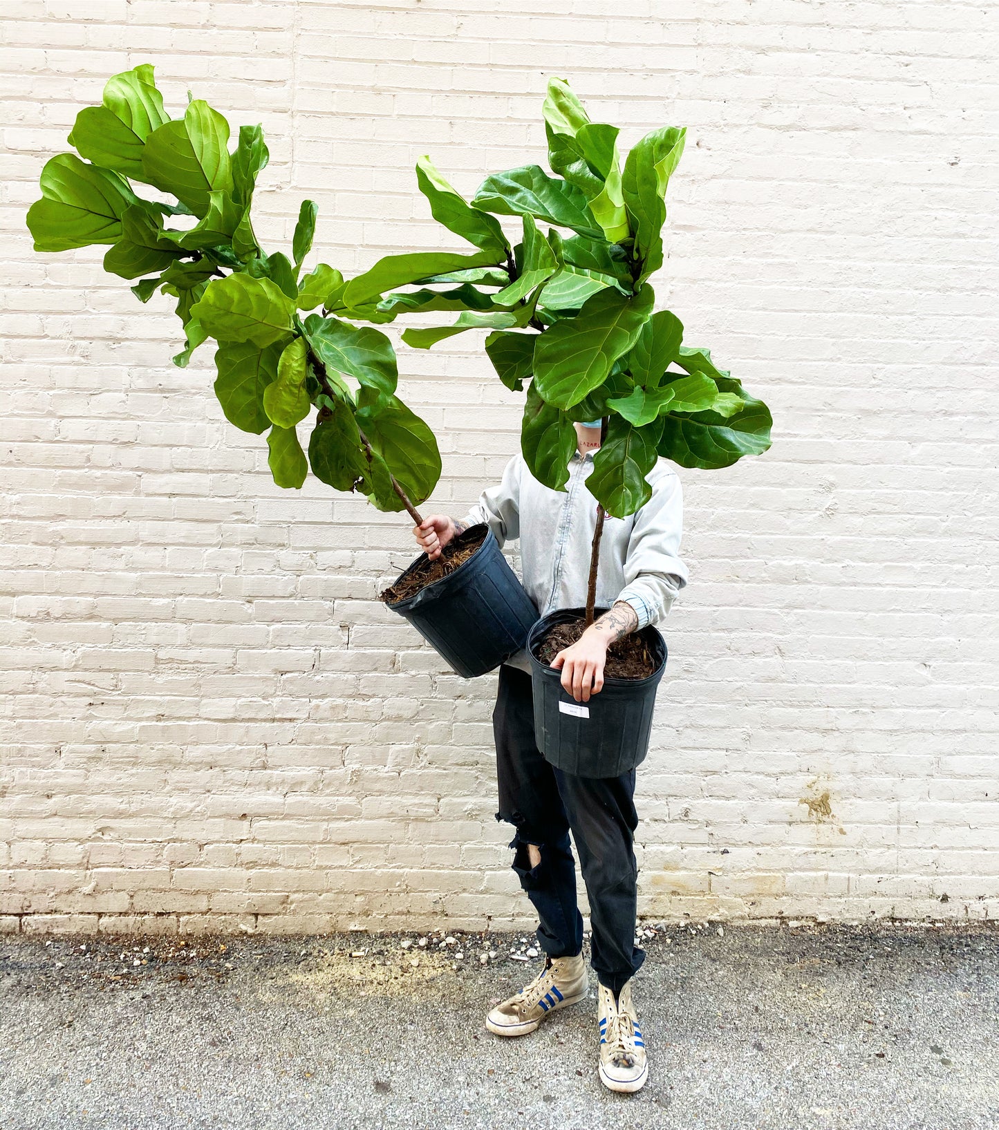 Ficus Lyrata ST 10"-17"