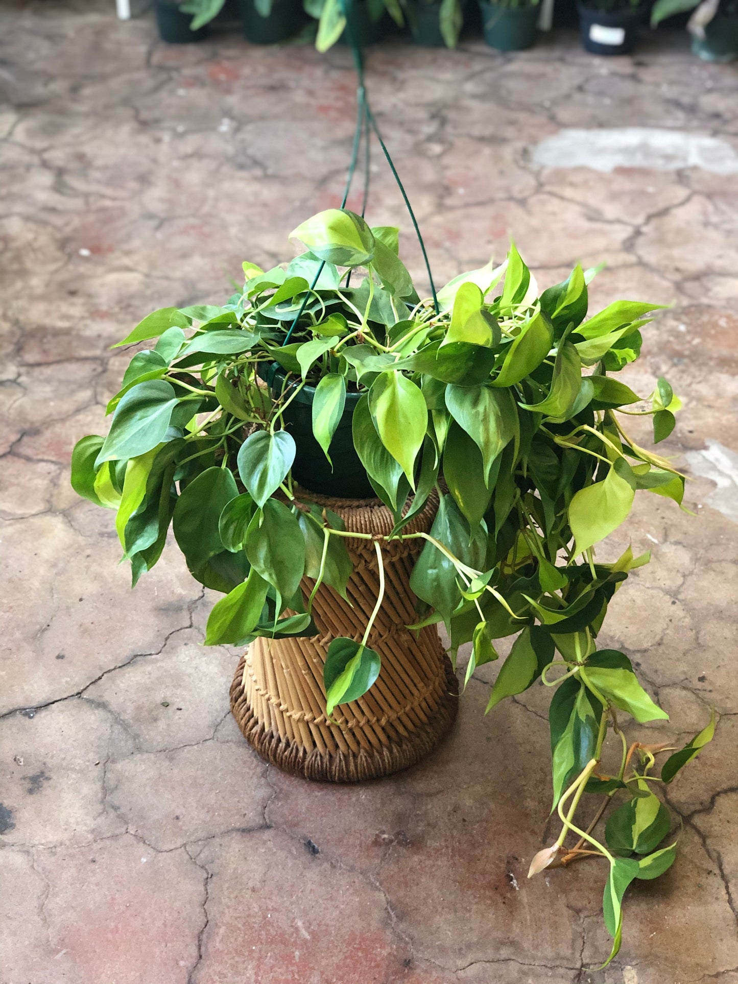 Philodendron hederaceum 'Brasil' Hanging Basket 8"