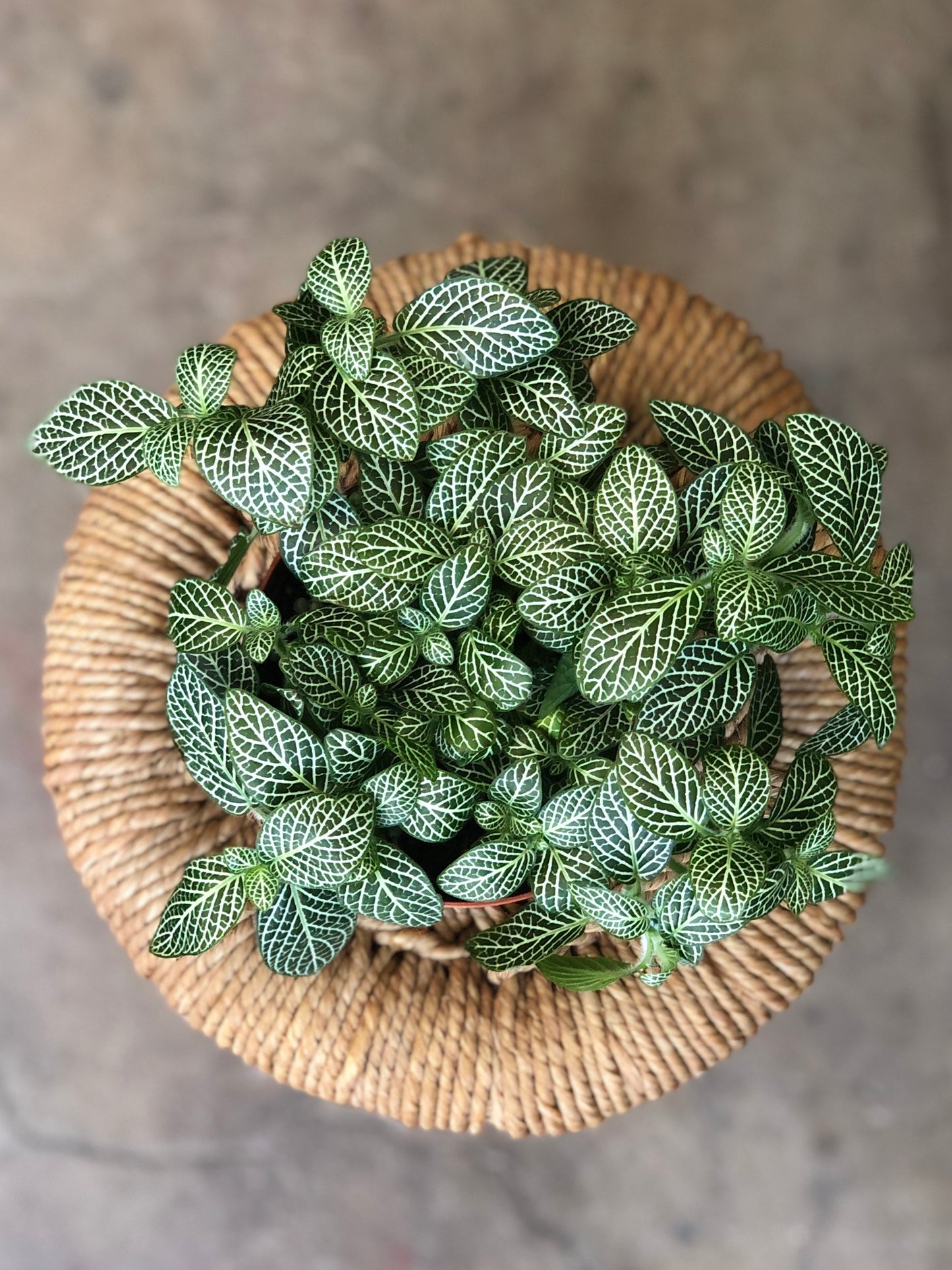 Fittonia (Nerve Plant) 4-6"