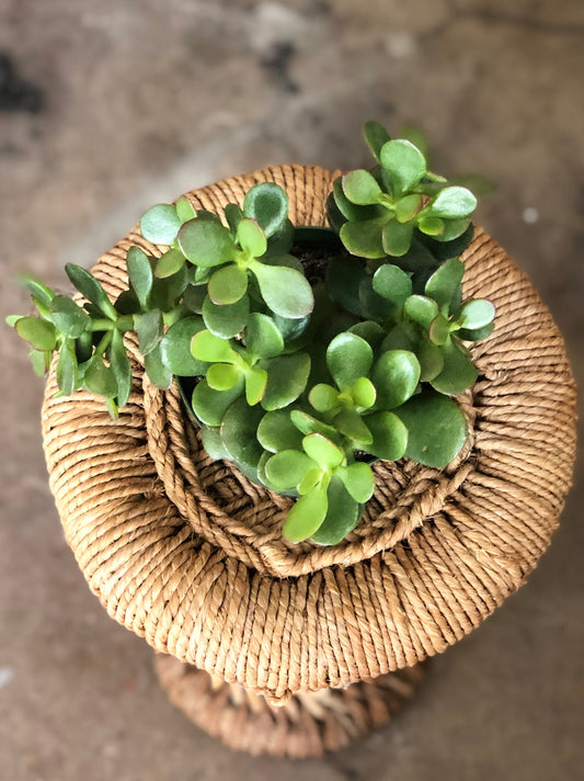 Crassula ovata (Jade Succulent) 4"