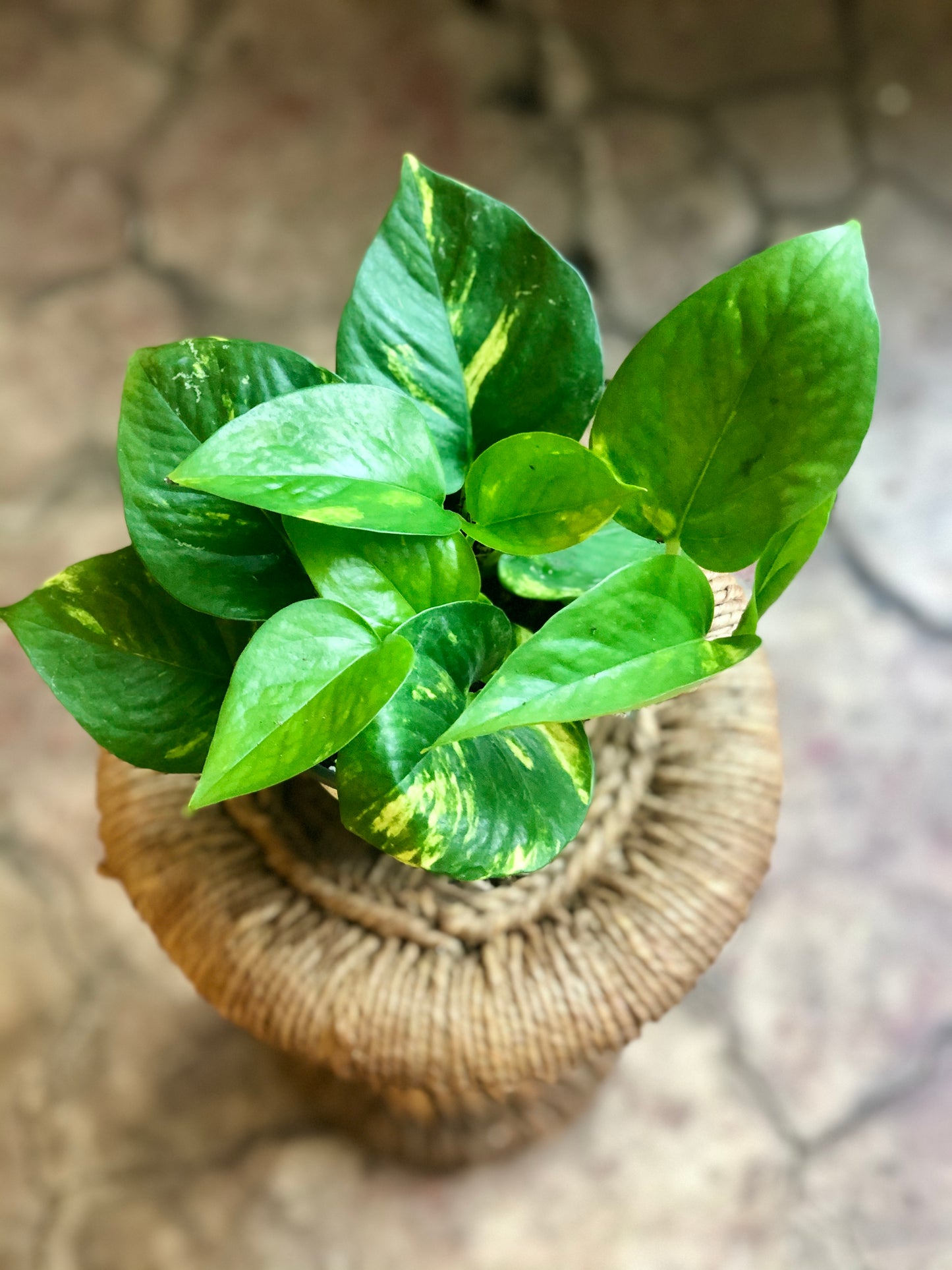 Golden Pothos 3-6"