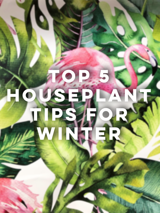 Houseplant Tips For Winter