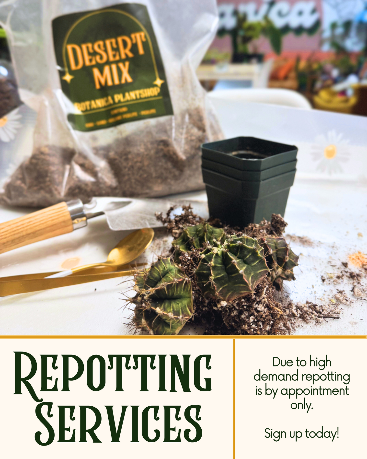 Repotting Services