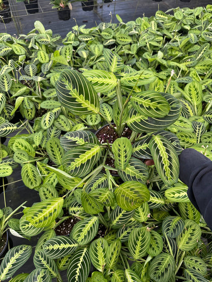 Maranta Lemon Lime