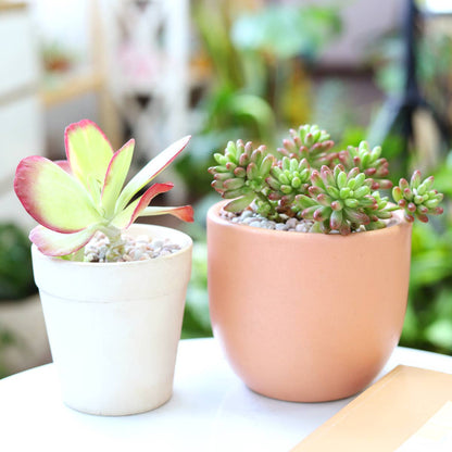 Kalanchoe Flapjacks 4"