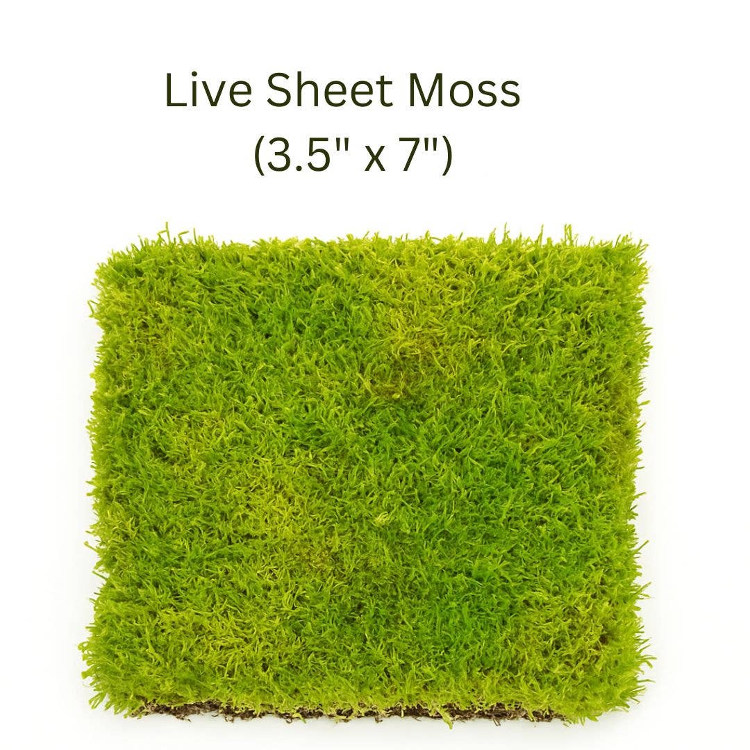 Live Moss for Terrariums