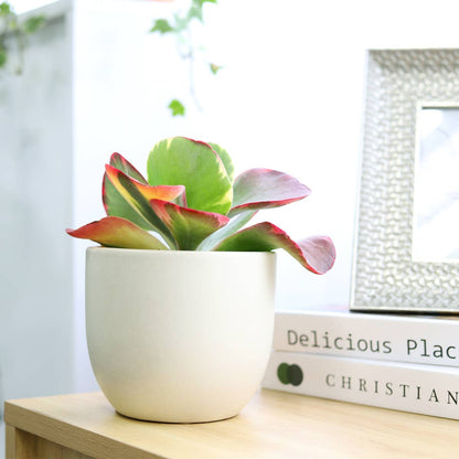 Kalanchoe Flapjacks 4"