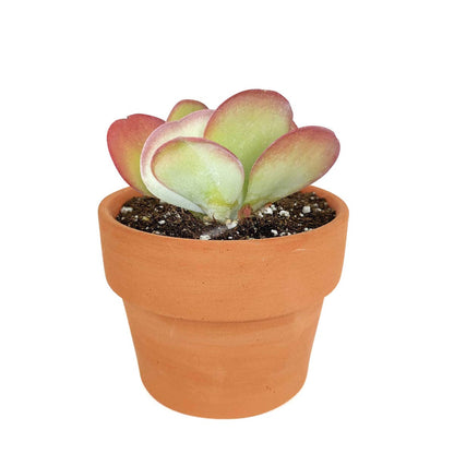 Kalanchoe Flapjacks 4"