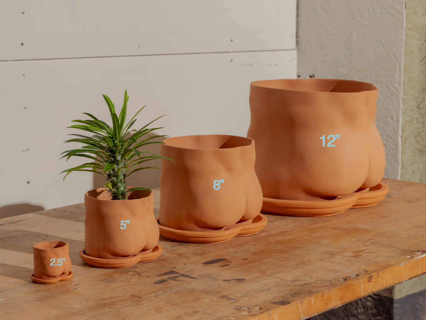 5" Terra-Cotta booty pot (With Saucer)